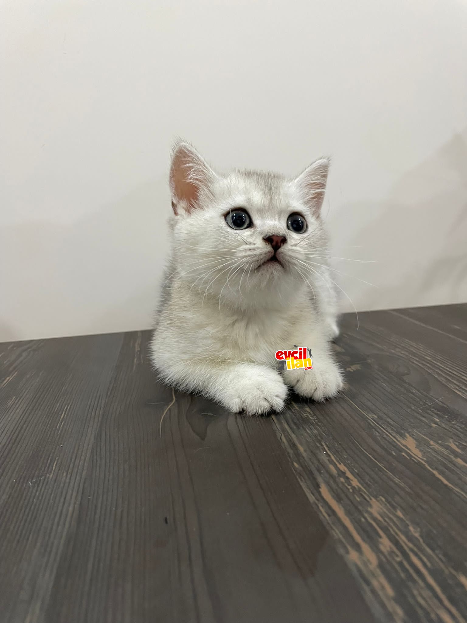 Safkan BRİTİSHSHORTHAİR erkek dişi yavru