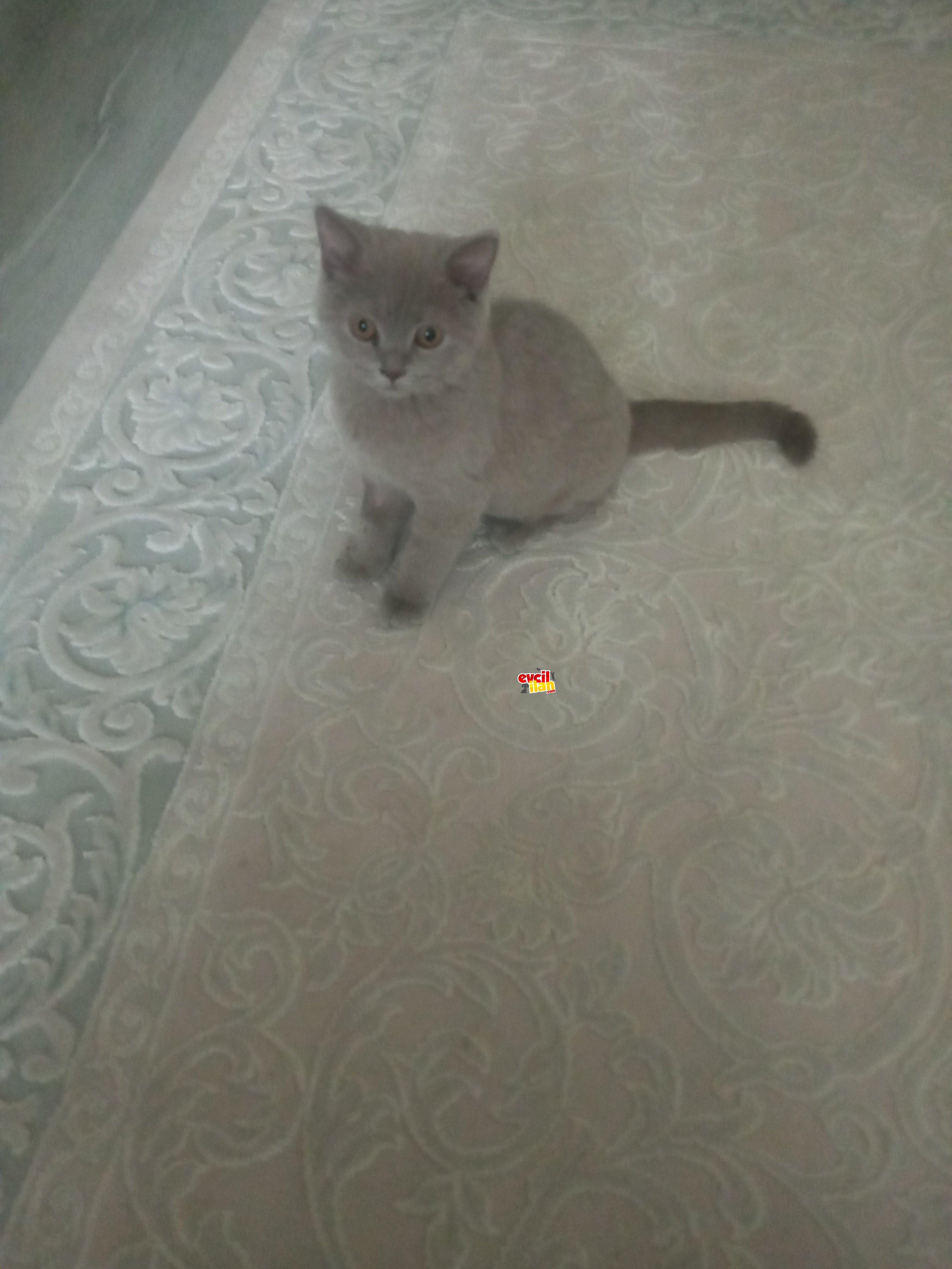 Safkan British Shorthair kedi sahiplendirilir