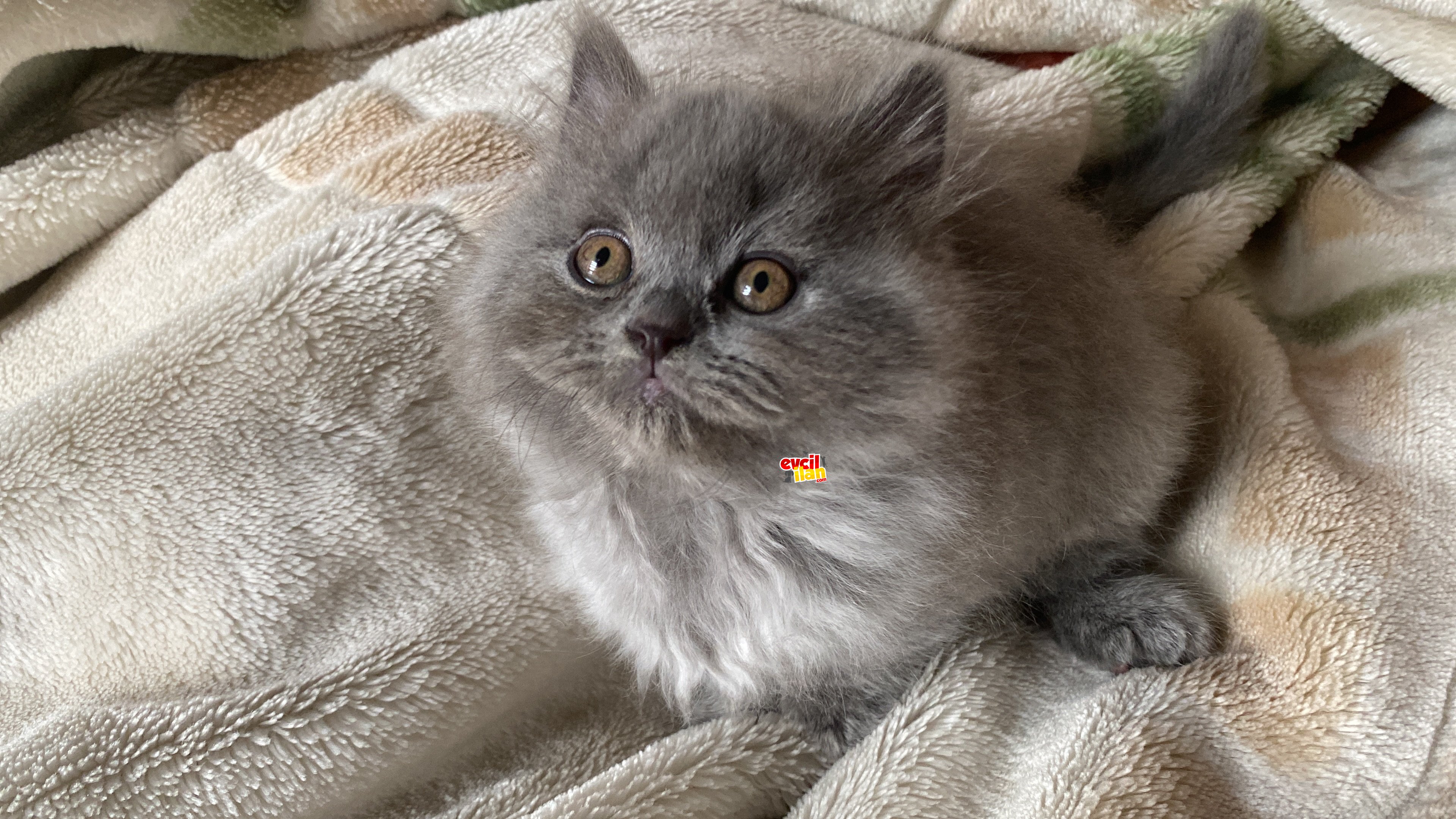 SAFKAN BRİTSH YAVRULAR YENİ YUVASI İÇİN HAZIR