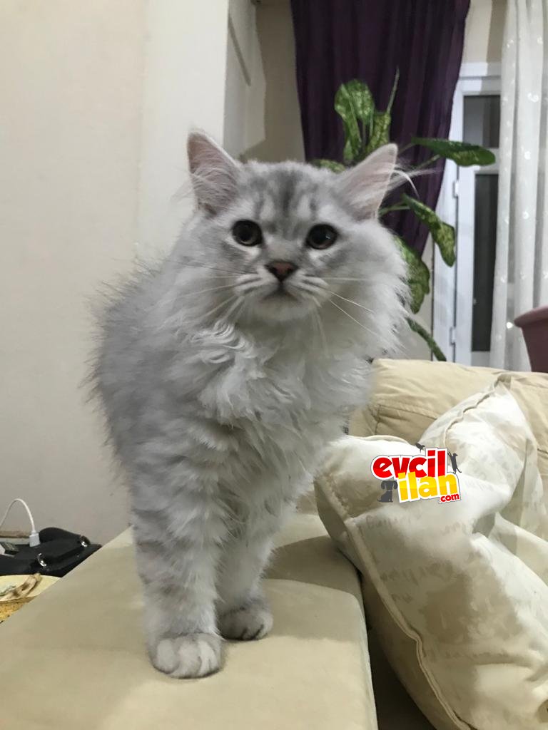 Safkan Brittish Longhair gri beyaz