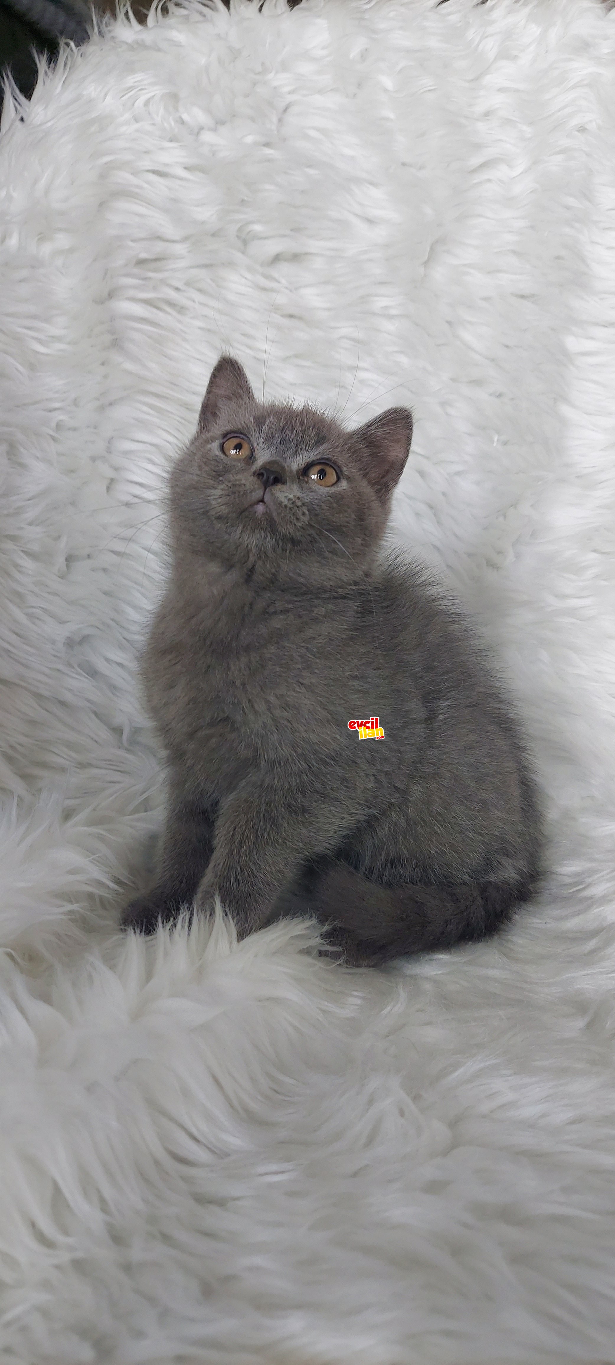 SAFKAN BRITTISH SHORTHAIR 