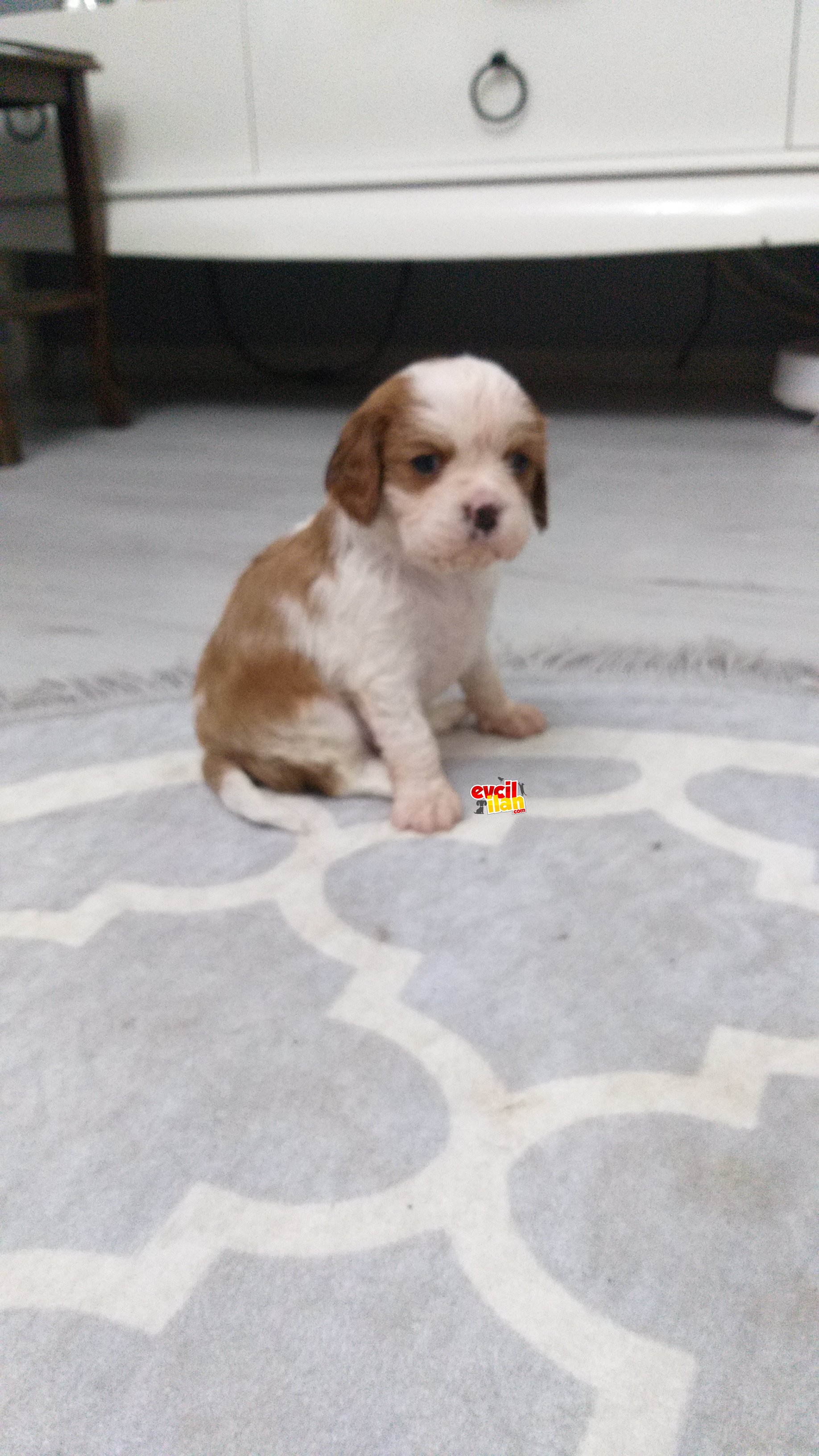 Safkan CAVALİER KİNG CHARLES 2 ERKEK YAVRUM.MİNYATUR
