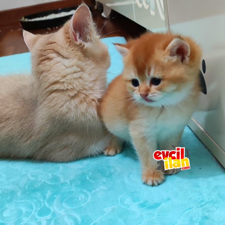 Safkan Çikolata Golden Erkek
