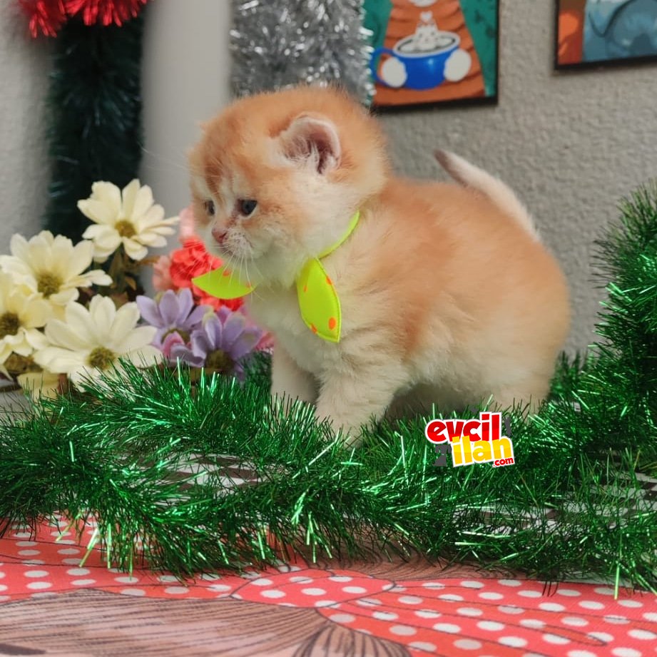 Safkan Çikolata Golden Erkek