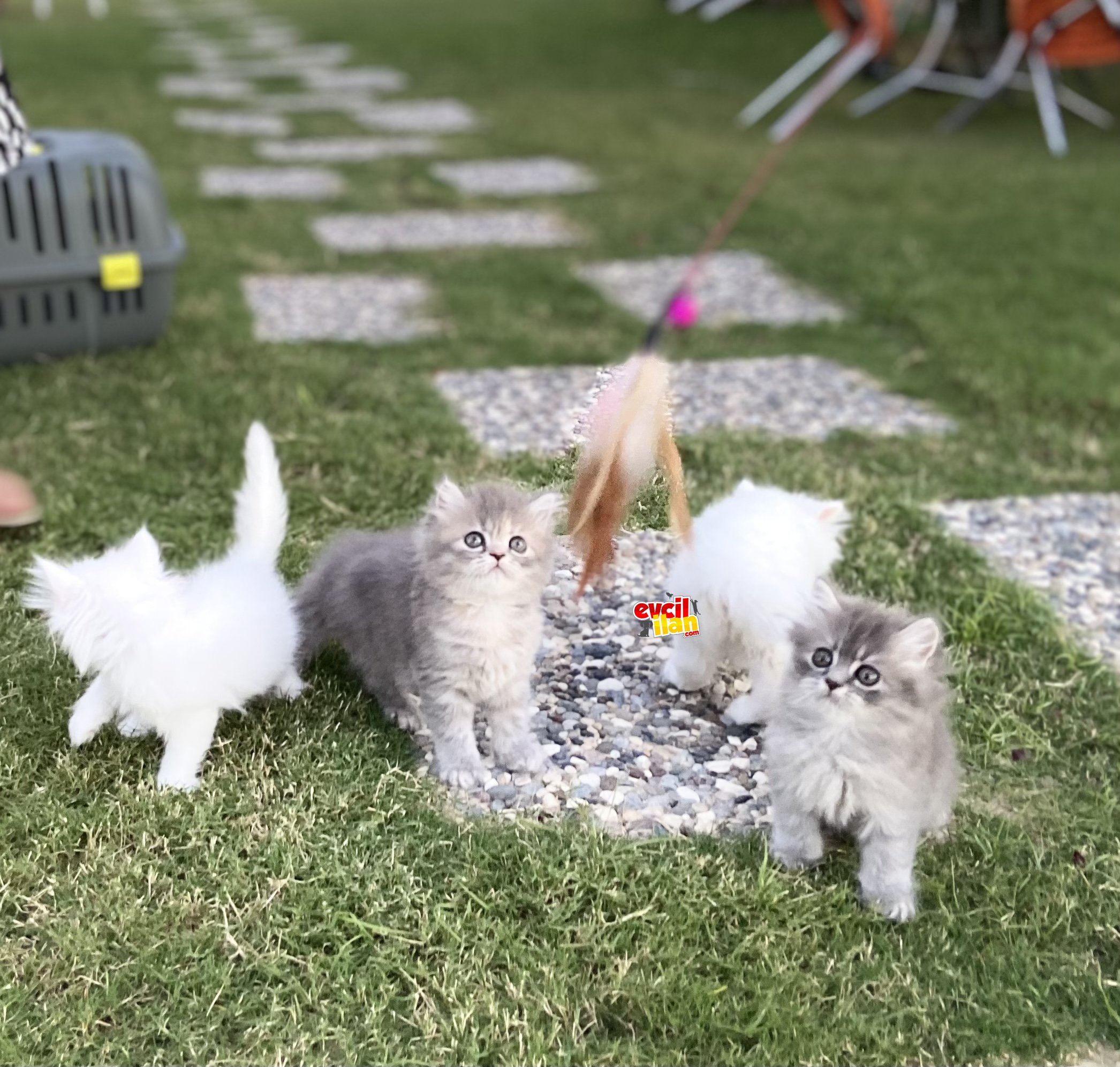 Safkan chinchilla yavrularımız
