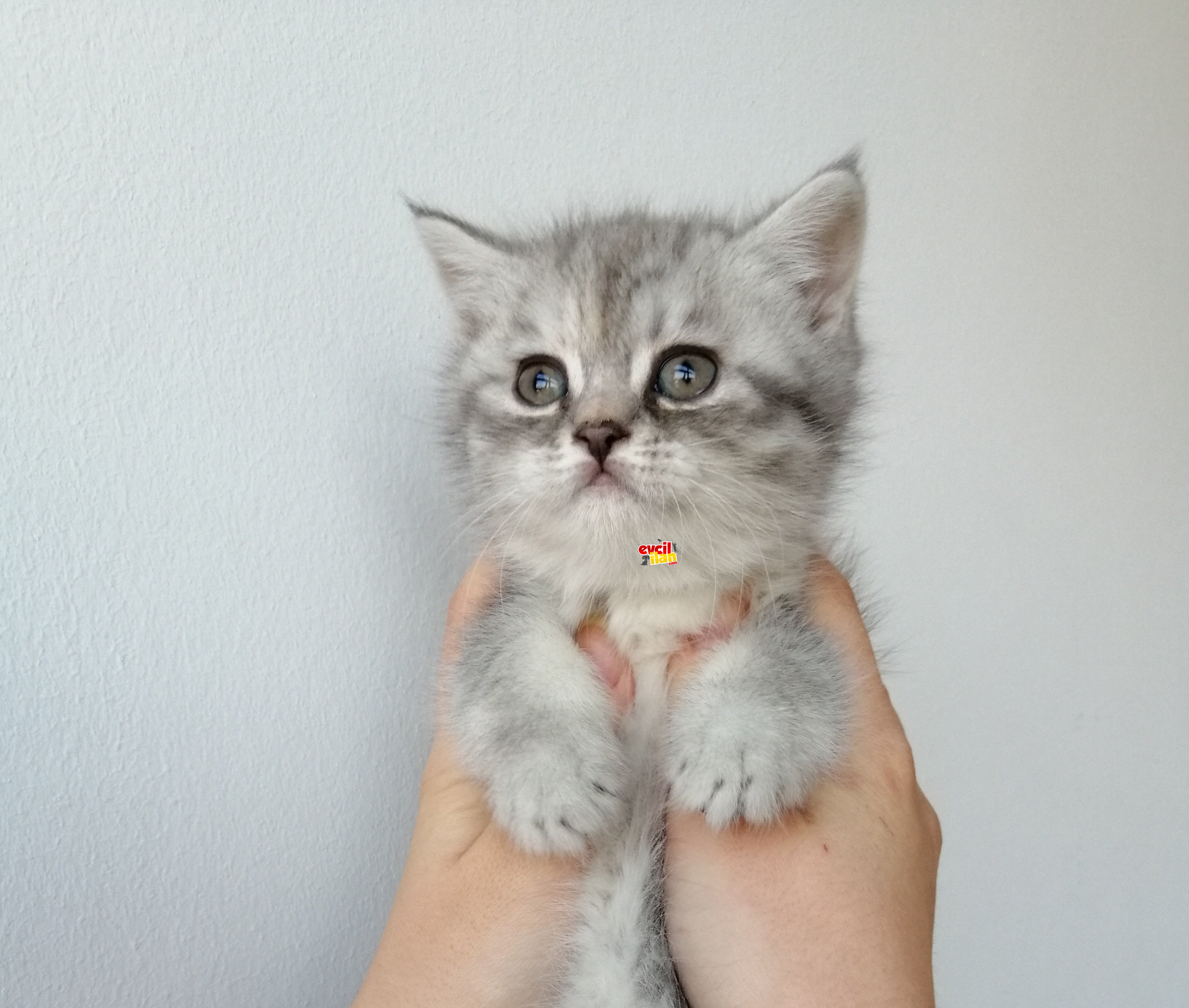 Safkan Dişi British Shorthair