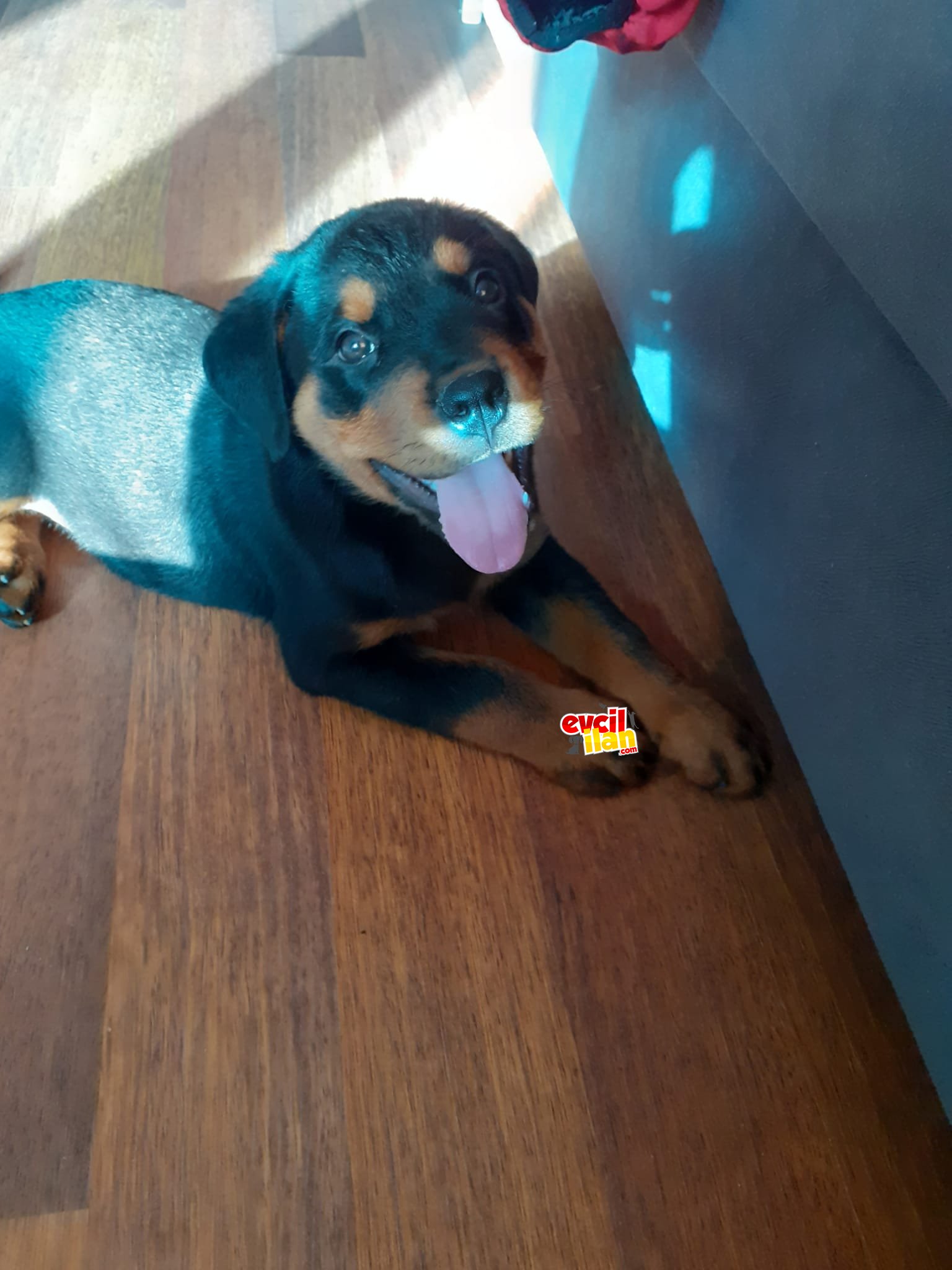 Safkan dişi ve erkek rottweiler yavrularımız 