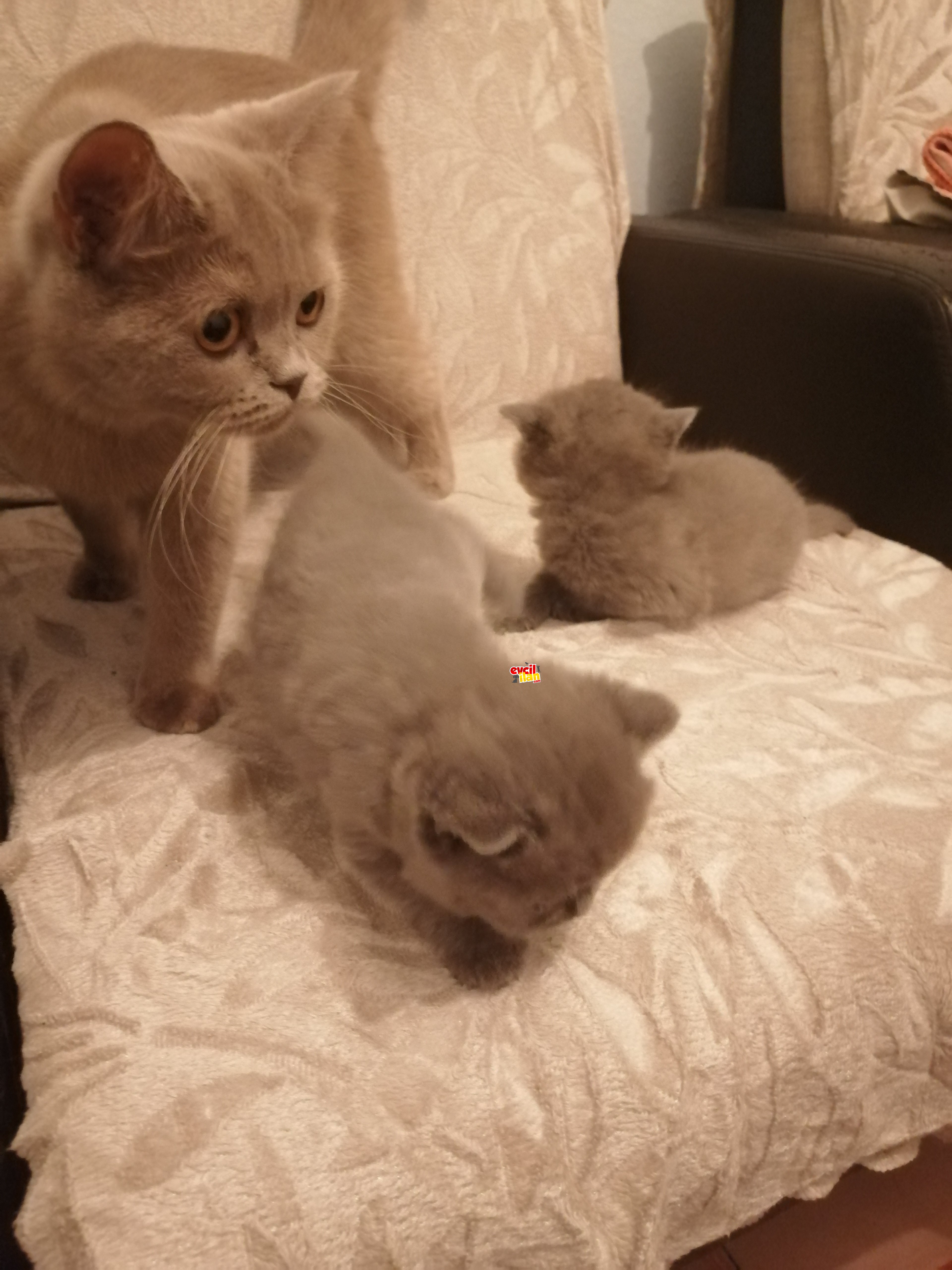 Safkan erkek yavrularım 