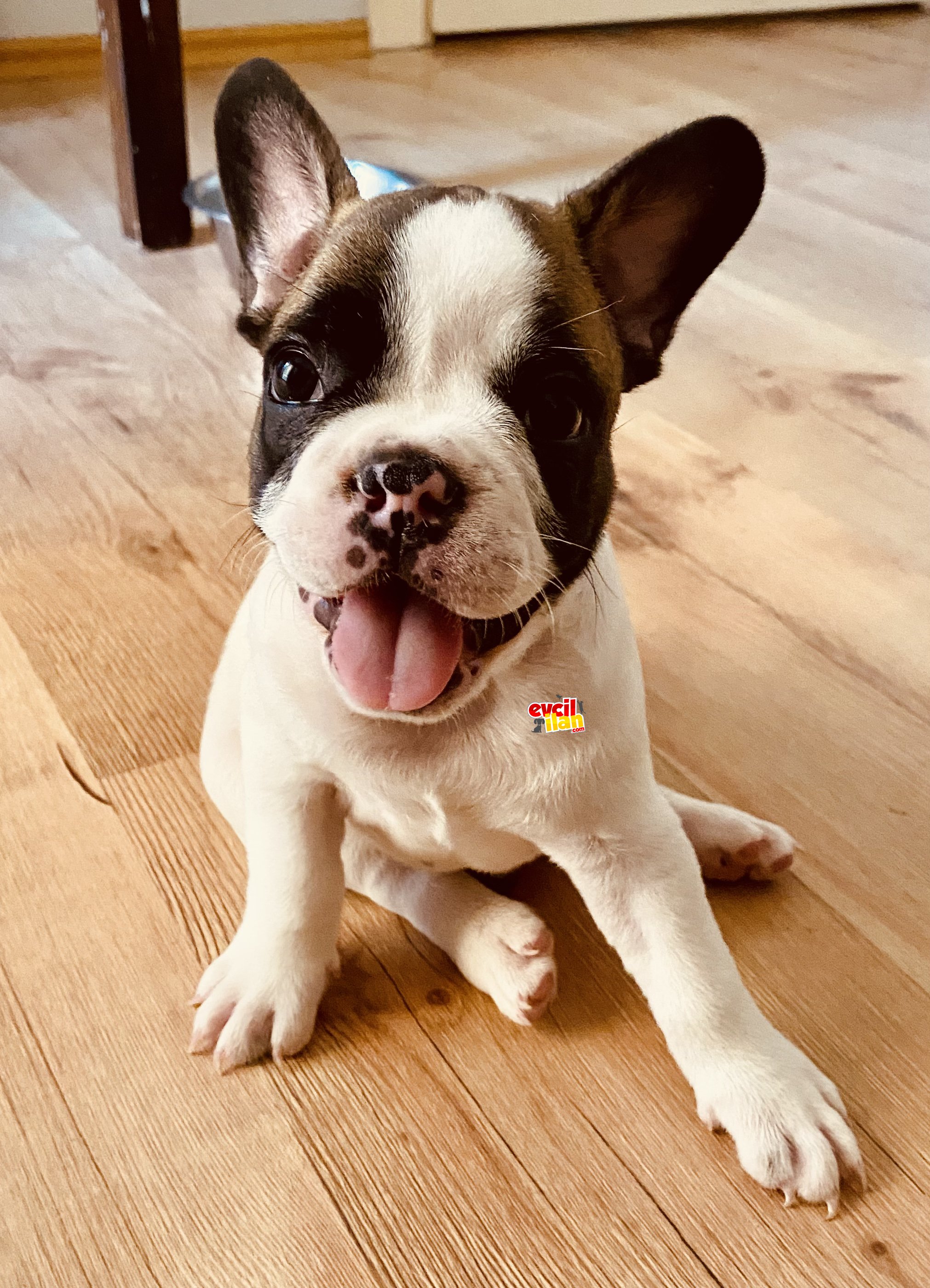 Safkan French Bulldog Aşı Karneli