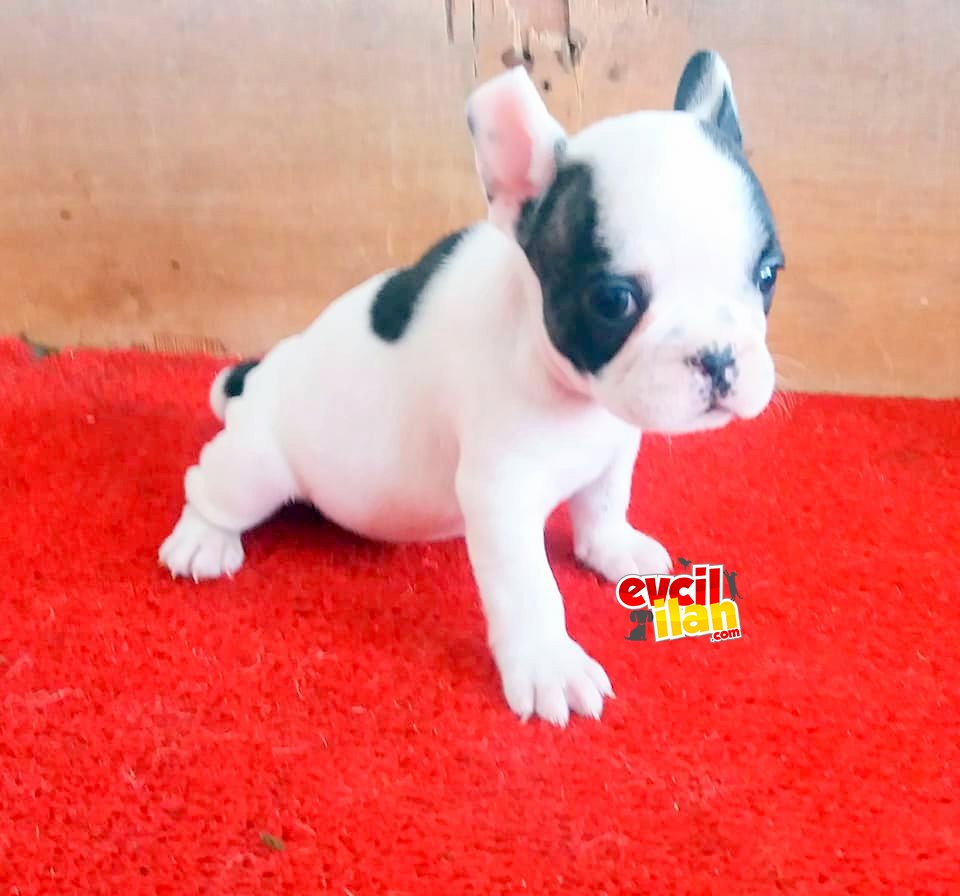 SAFKAN FRENCH BULLDOG YAVRULAR İZMİR