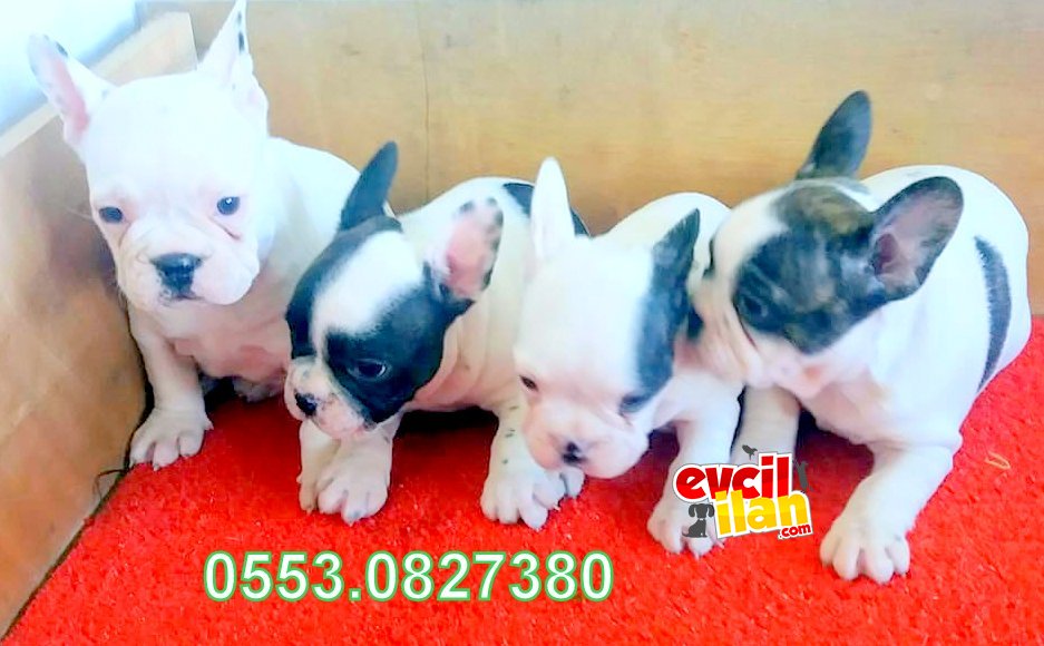  SAFKAN FRENCH BULLDOG YAVRULAR İZMİR...ücretlidir