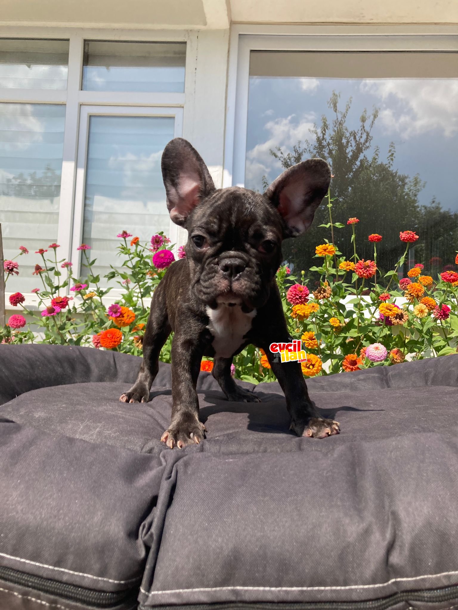 SAFKAN FRENCH BULLDOG YAVRUMUZ