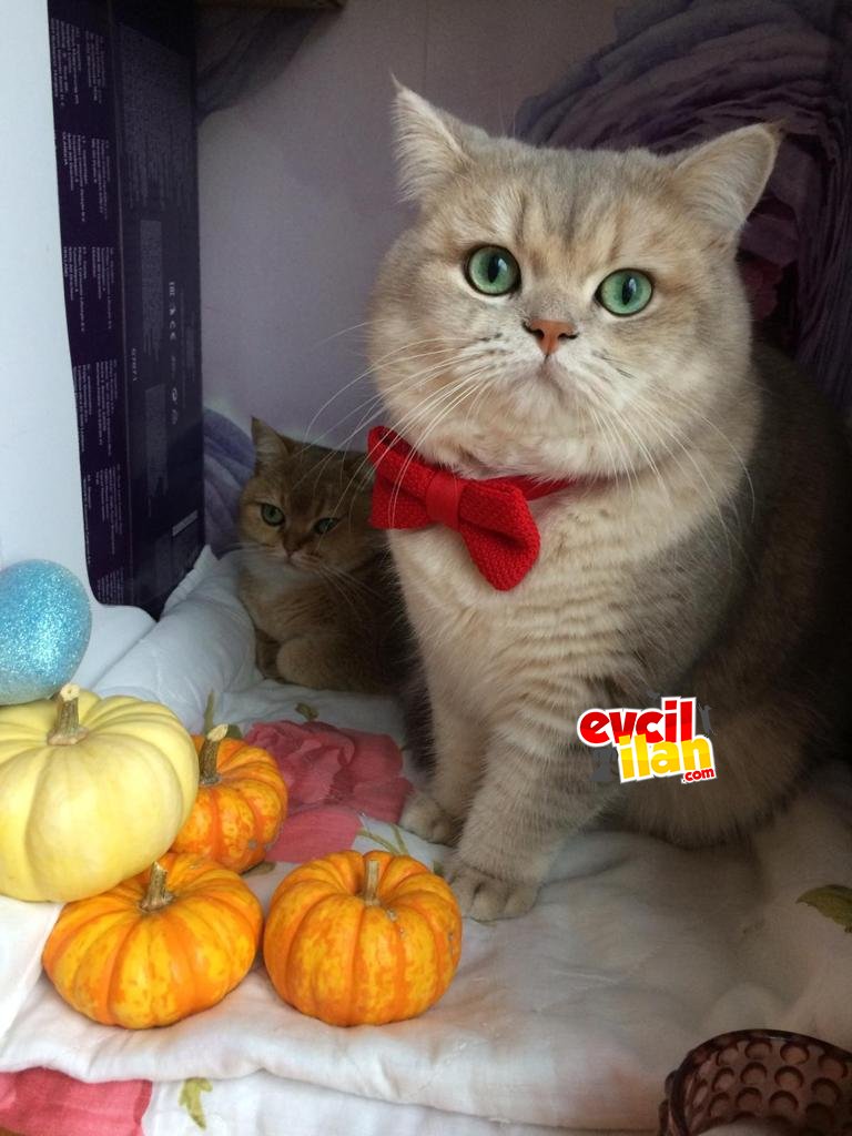 Safkan Full Şecereli British shorhair MUHTEŞEM HUY MUHTEŞEM YÜZ