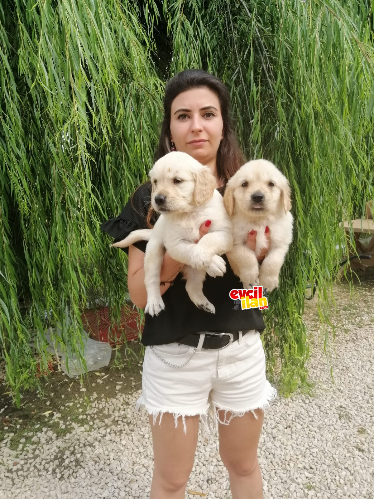 SAFKAN GOLDEN RETRIEVER AŞILI KARNELİ TESLİM