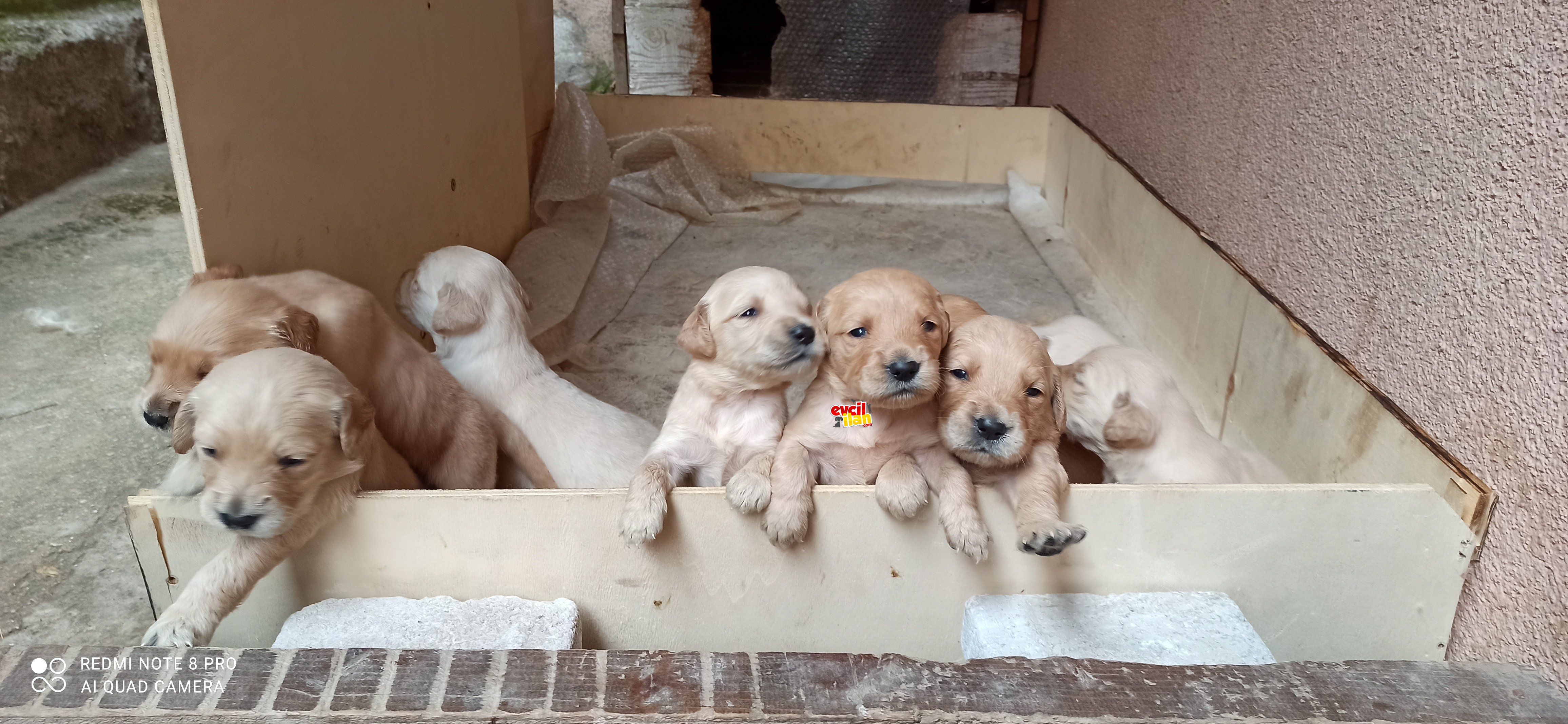 Safkan Golden Retrivier