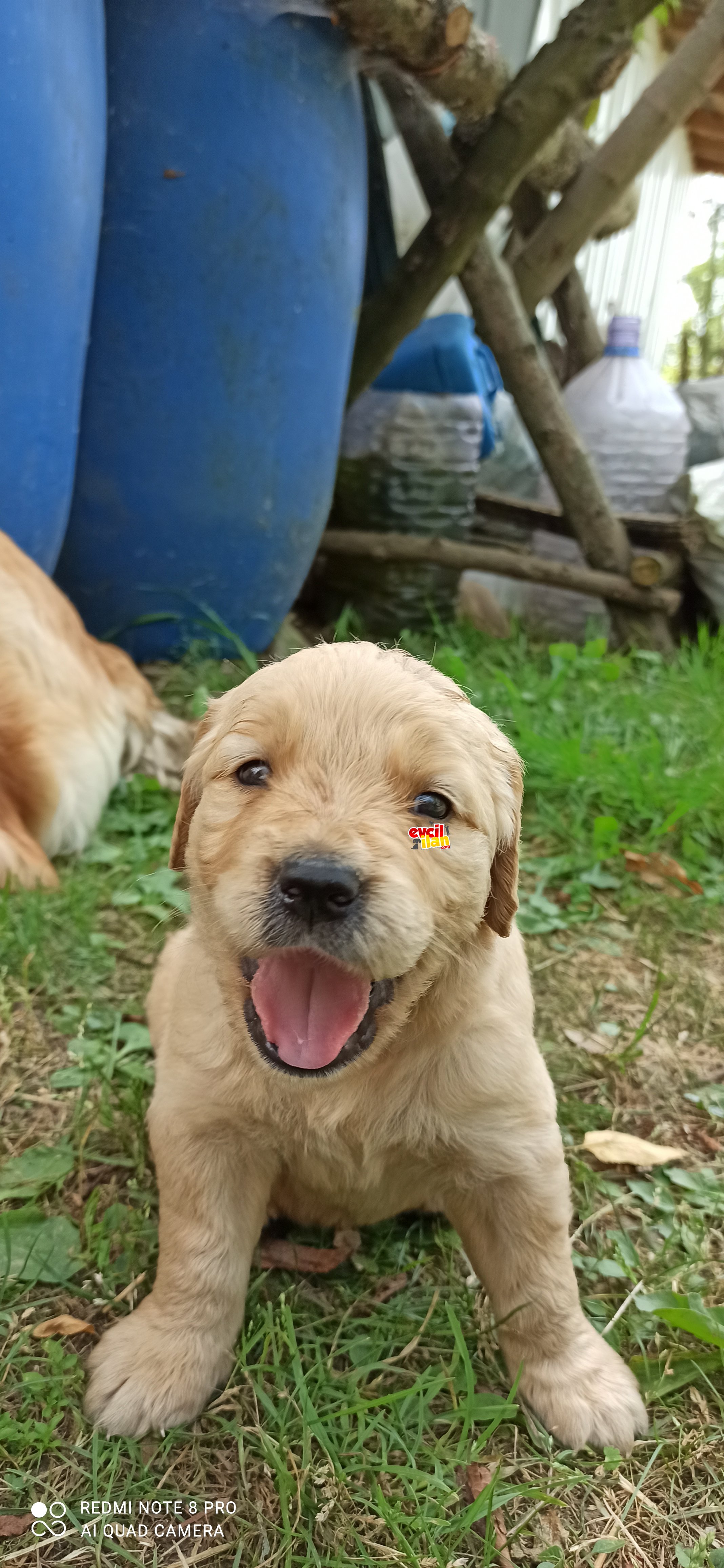 Safkan Golden Retrivier