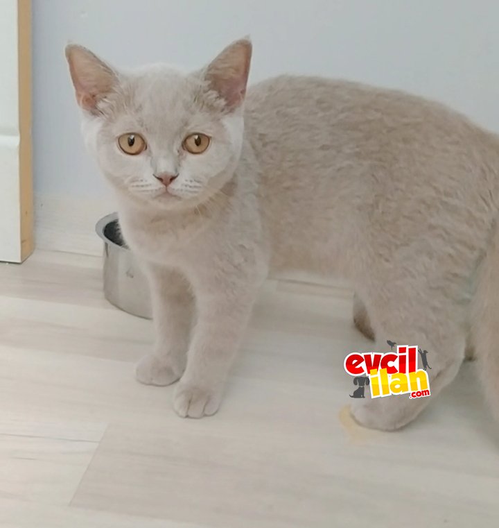 Safkan harika yavrular