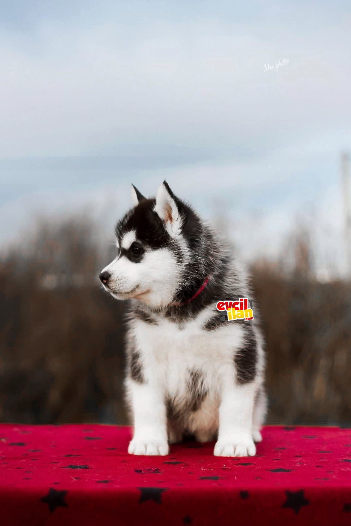 Safkan Husky Yavrularımız