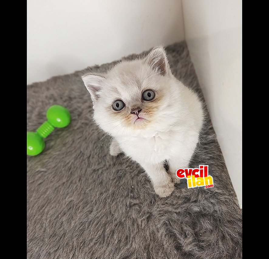SAFKAN İLK YAVRULARIMIZ BRİTİSH BLUE POİNT ERKEK