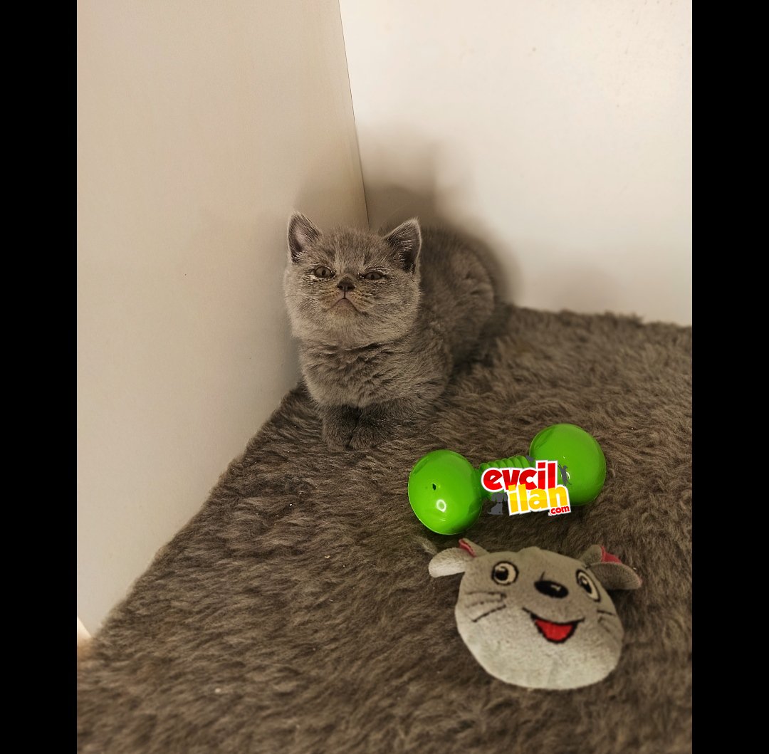 SAFKAN İLK YAVRULARIMIZ BRİTİSH SHORTHAİR DİŞİ 