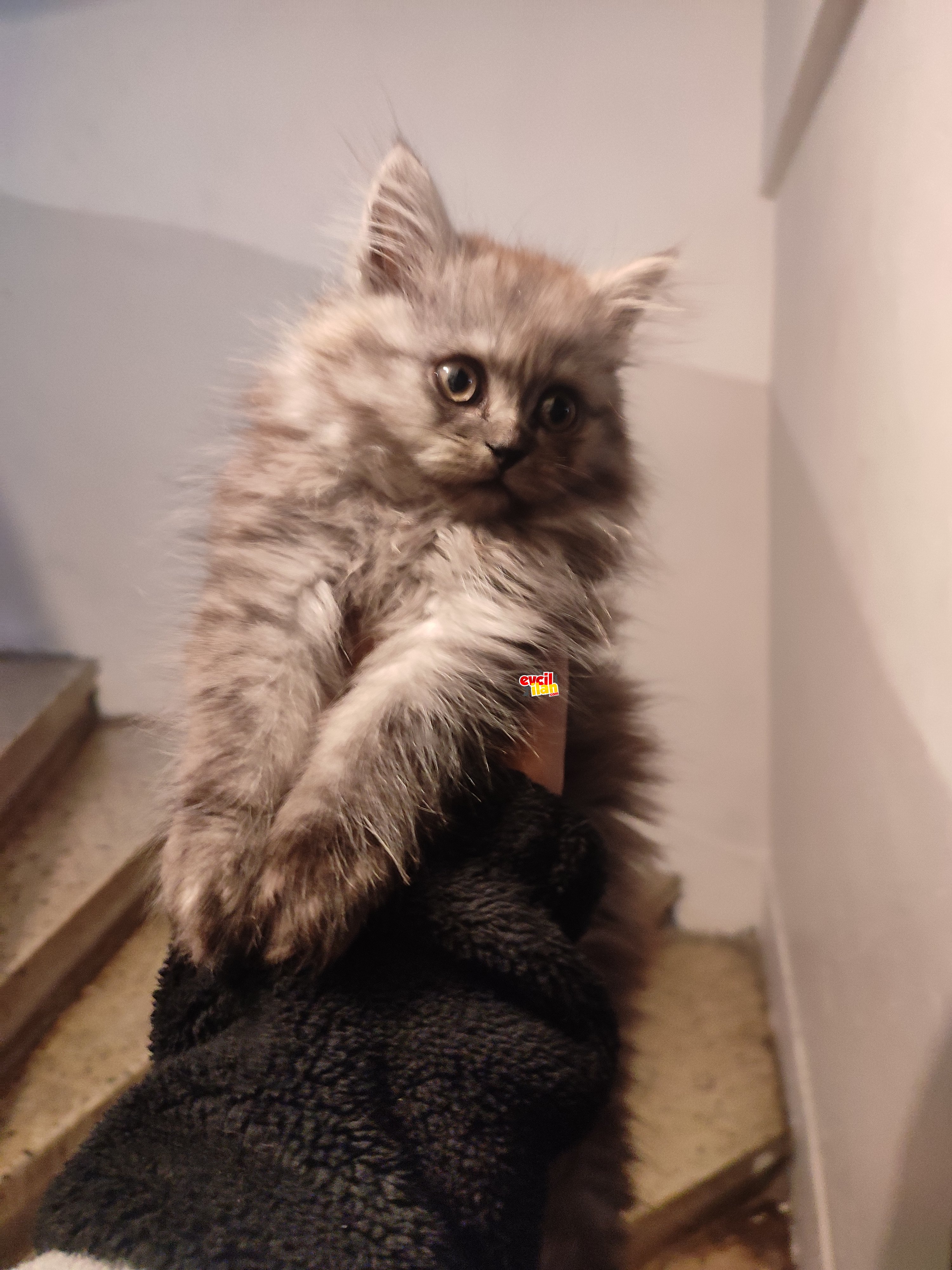 Safkan ıran kedisi