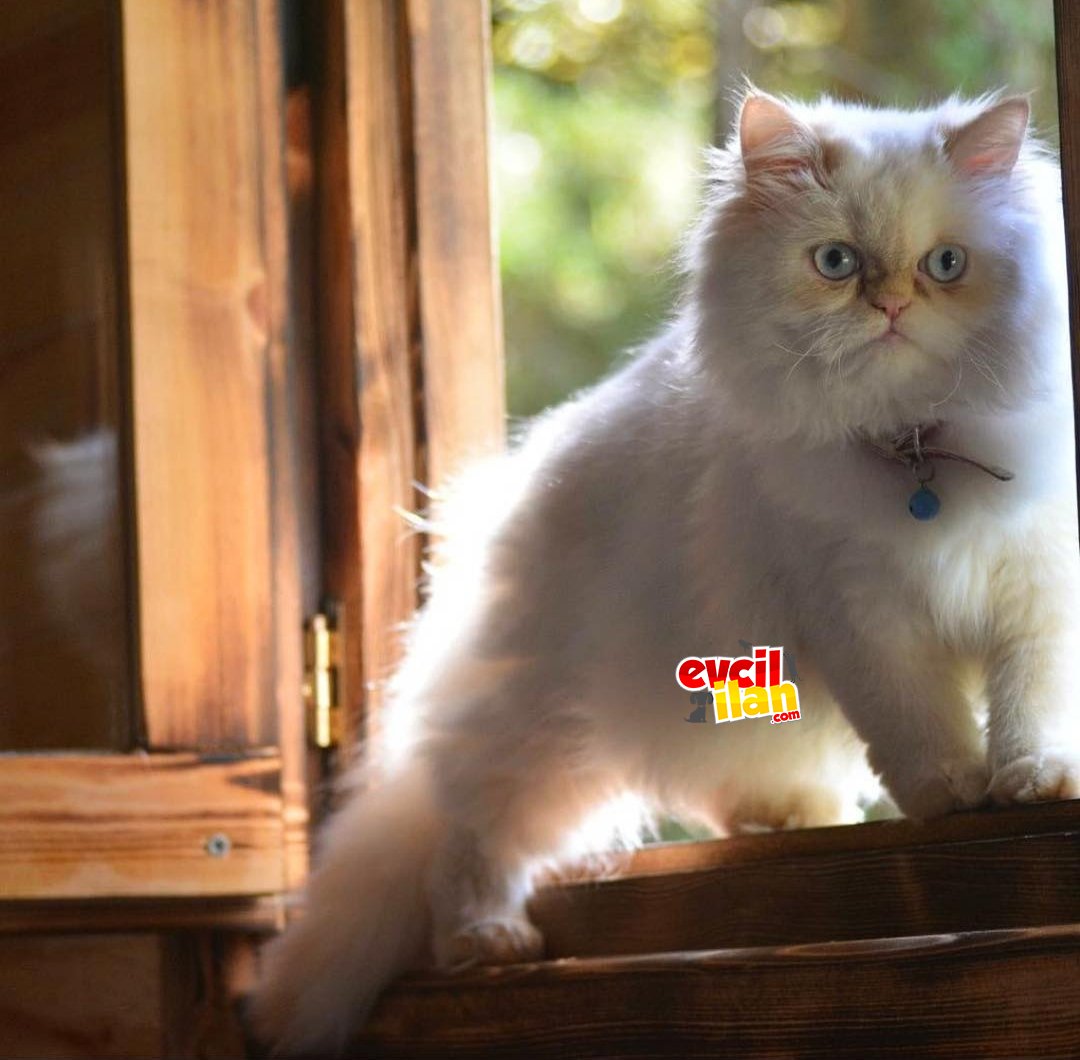 Safkan İran kızımız 