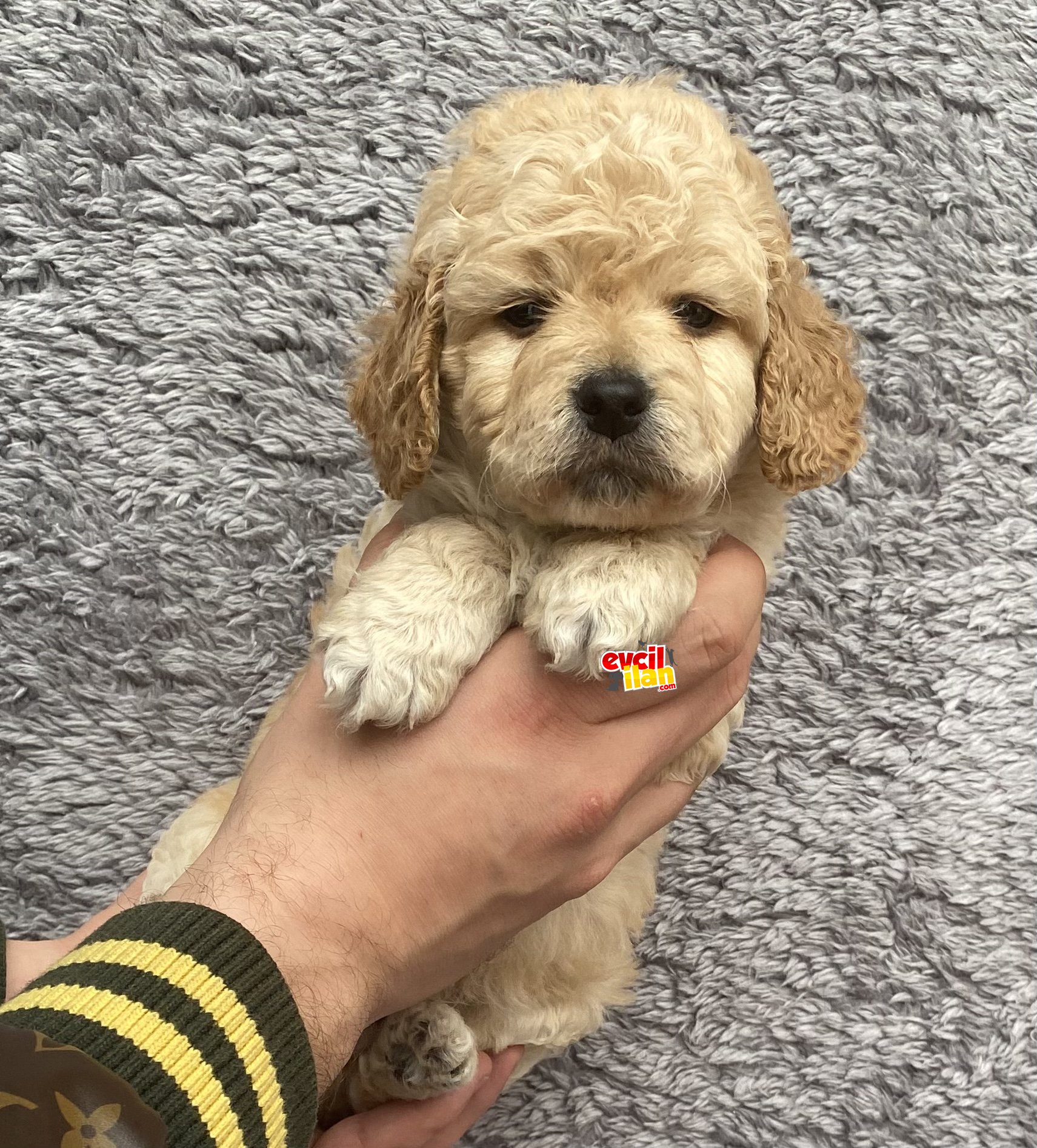 SAFKAN KİLO GARANTİLİ TOY POODLE YAVRUM