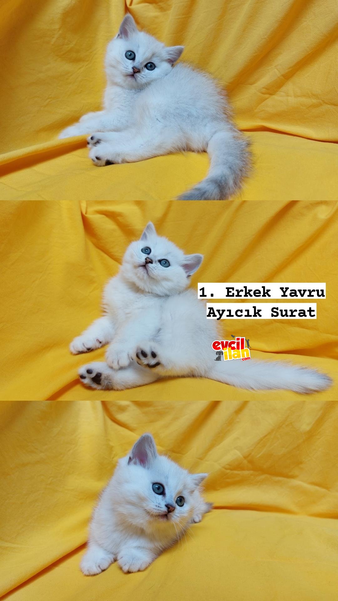 SAFKAN NS11 KODLU BRİTİSH SİLVER SHADED 3 YAVRU SAHİPLENDİRME