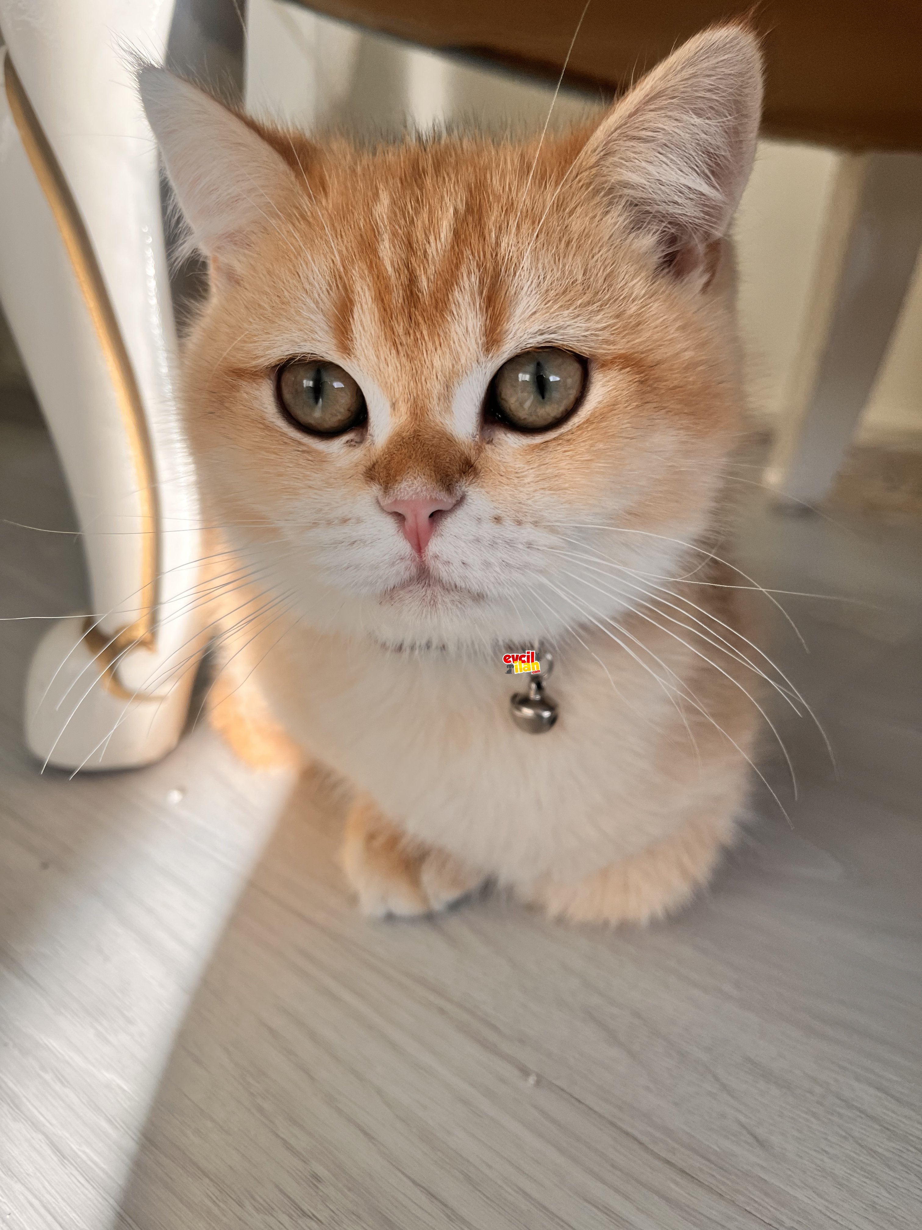 Safkan Ny12 British Shorthair 