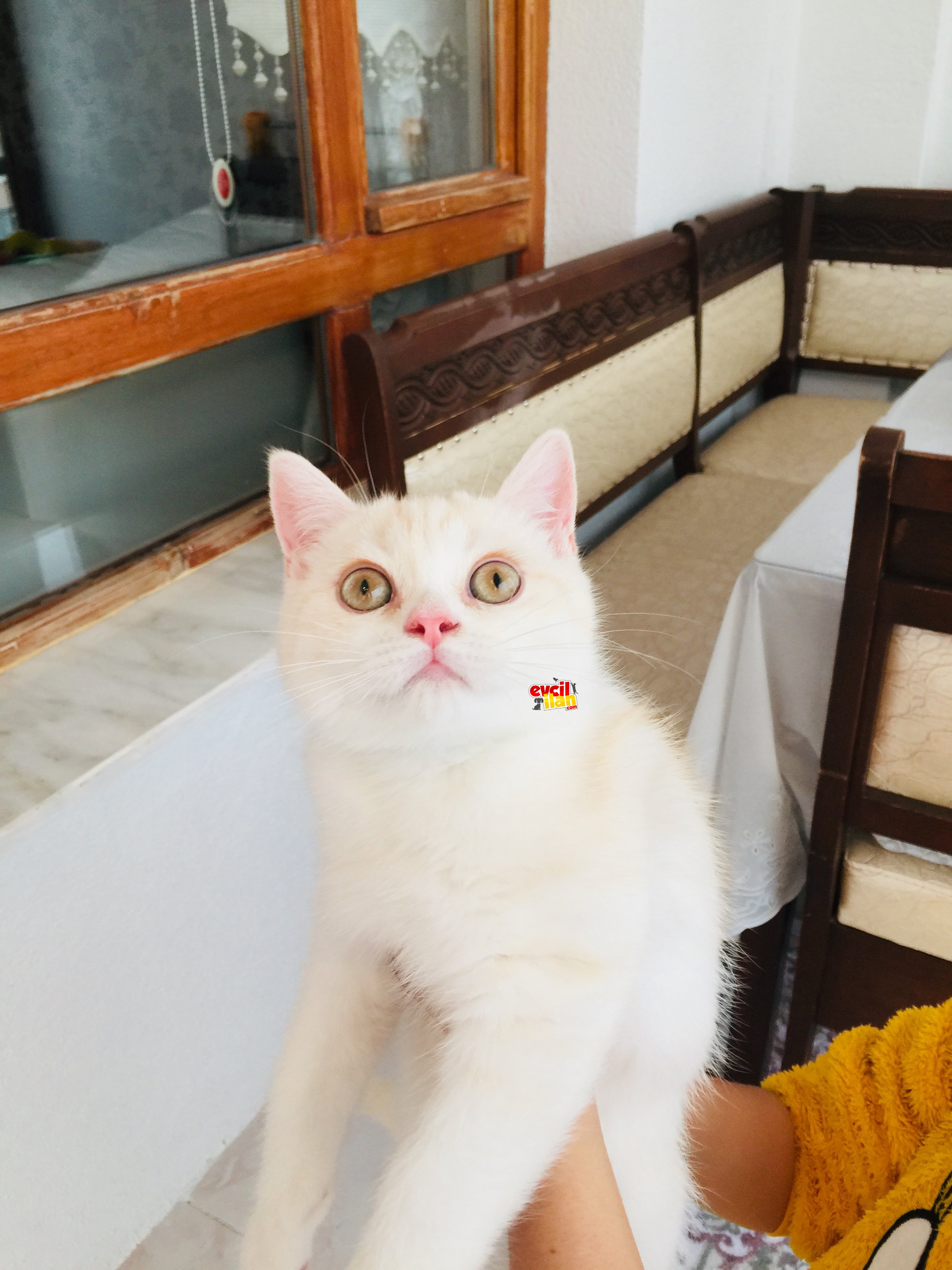 Safkan oğlumuz yeni yuvasına gitmeye hazır