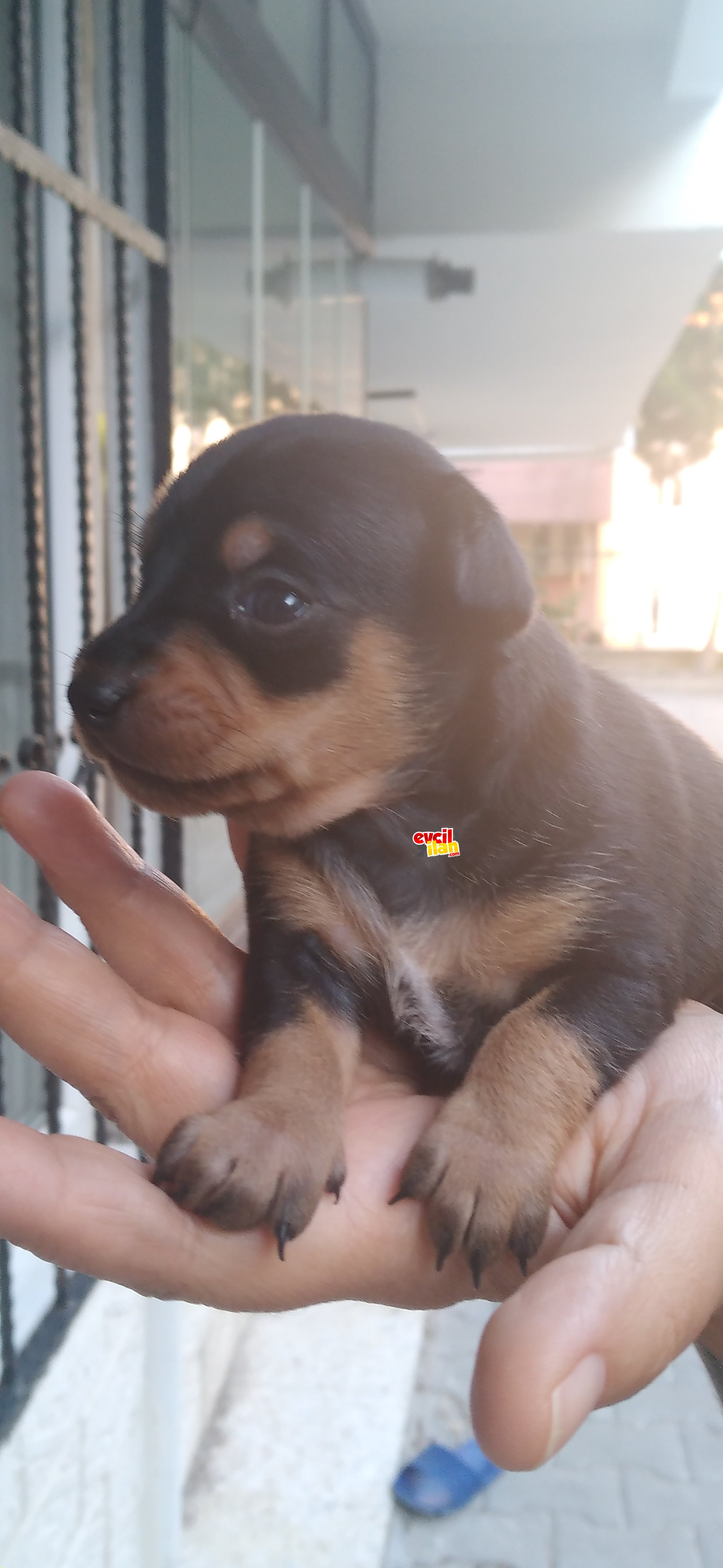 Safkan orijinal geyik kafa chihuahua yavruları 1 aylık 