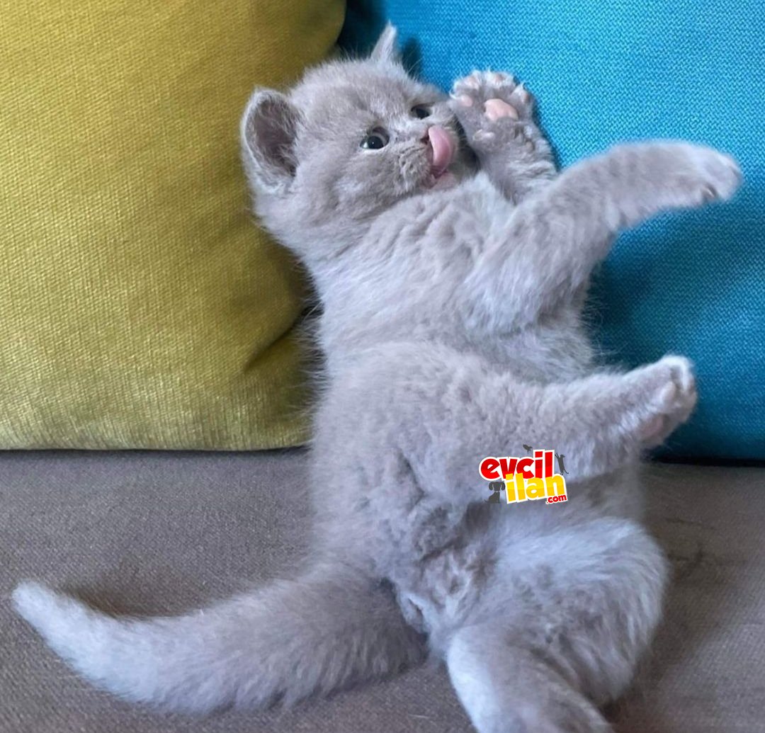 Safkan orjinal britishorthair yavrular 