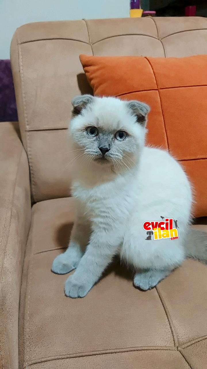 Safkan orjinal scottish fold blue point