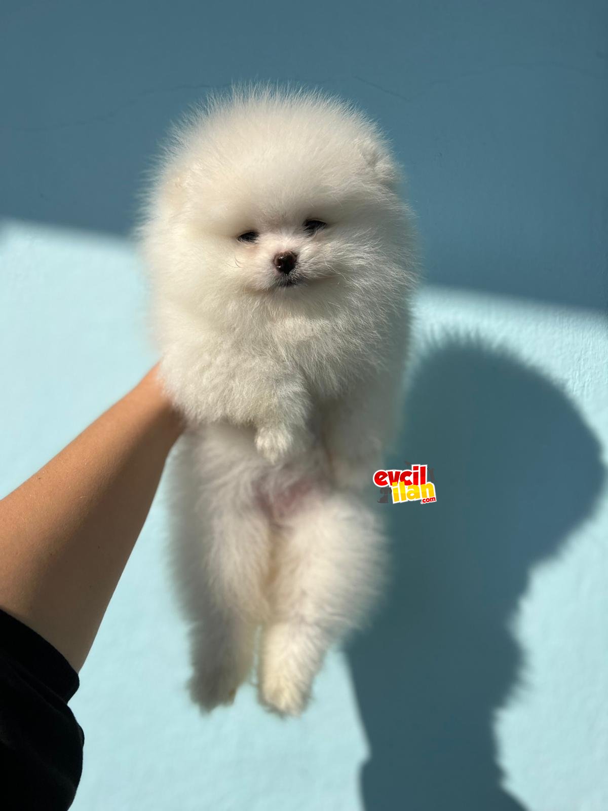 Safkan Pomeranian Boo bebeklerimiz