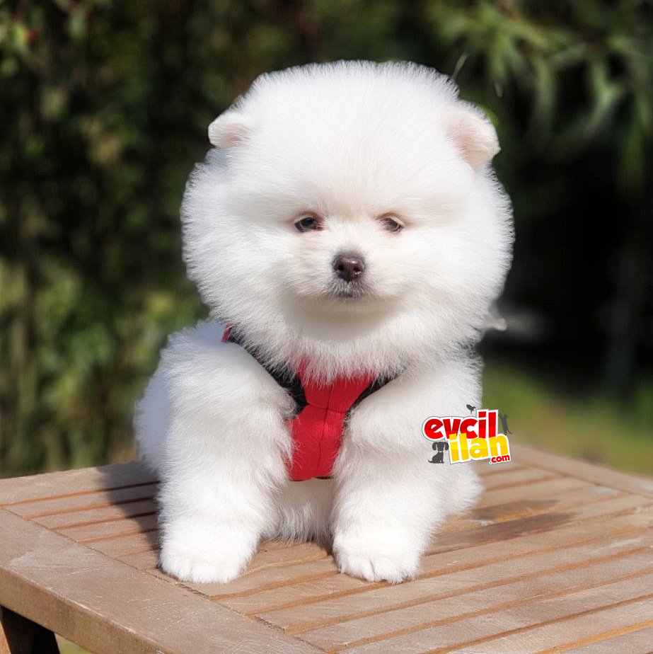 Safkan Pomeranian Boo Yavrularımız 