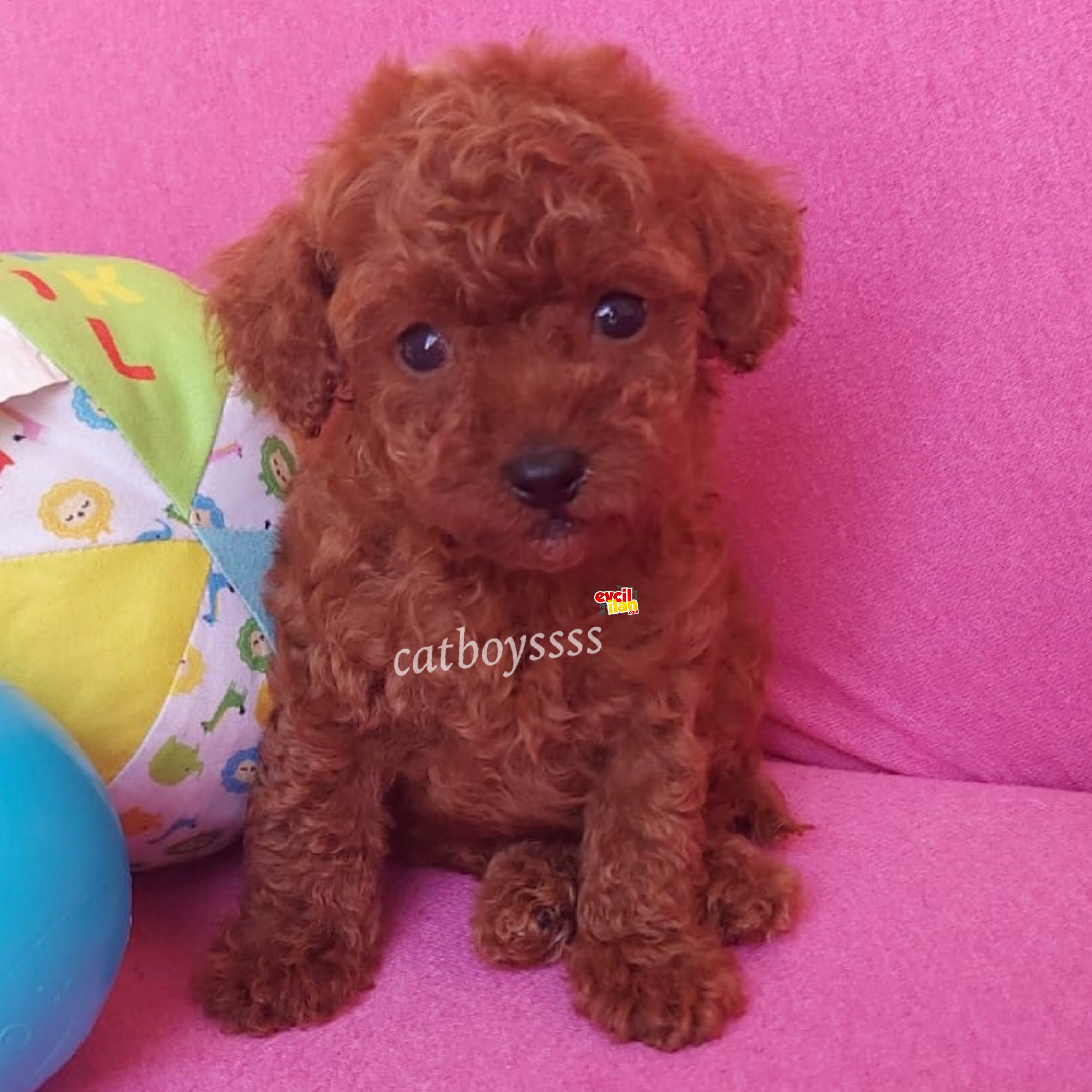 Safkan red brown toy poodle erkek yavrularımız