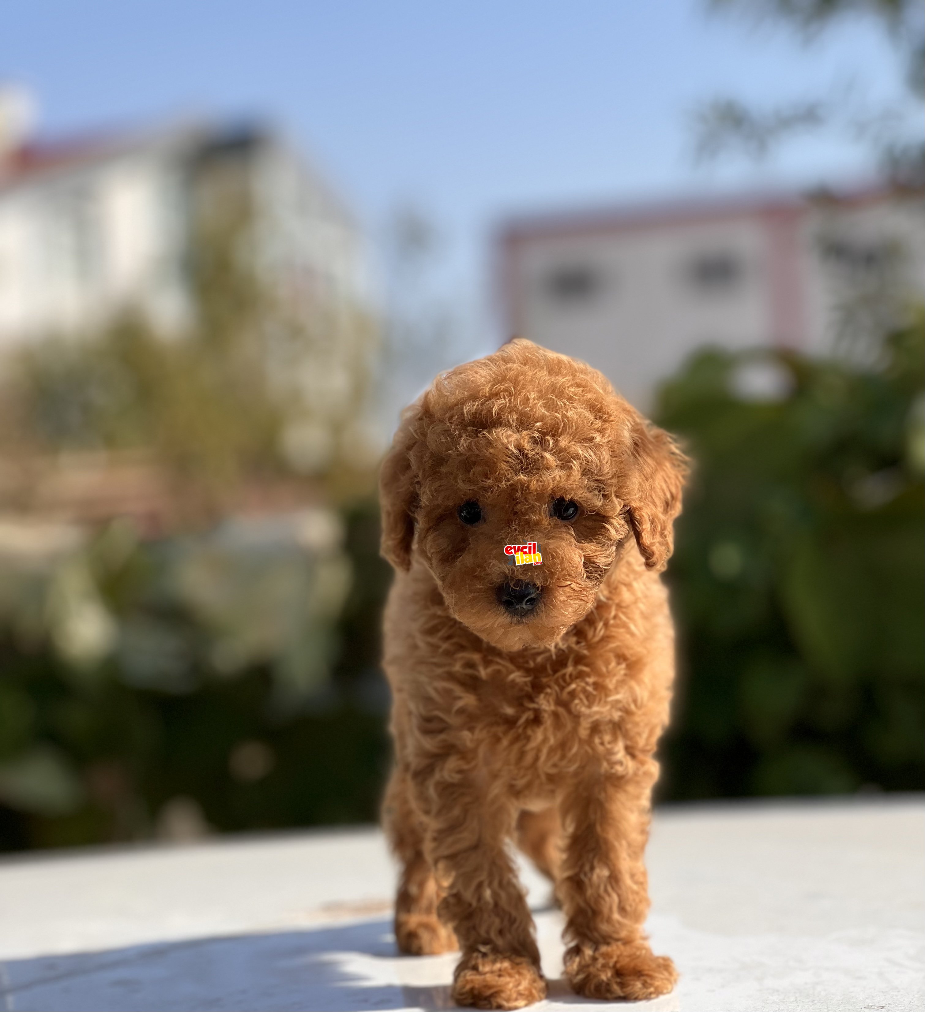 SAFKAN RED TOY POODLE BEBEKLER