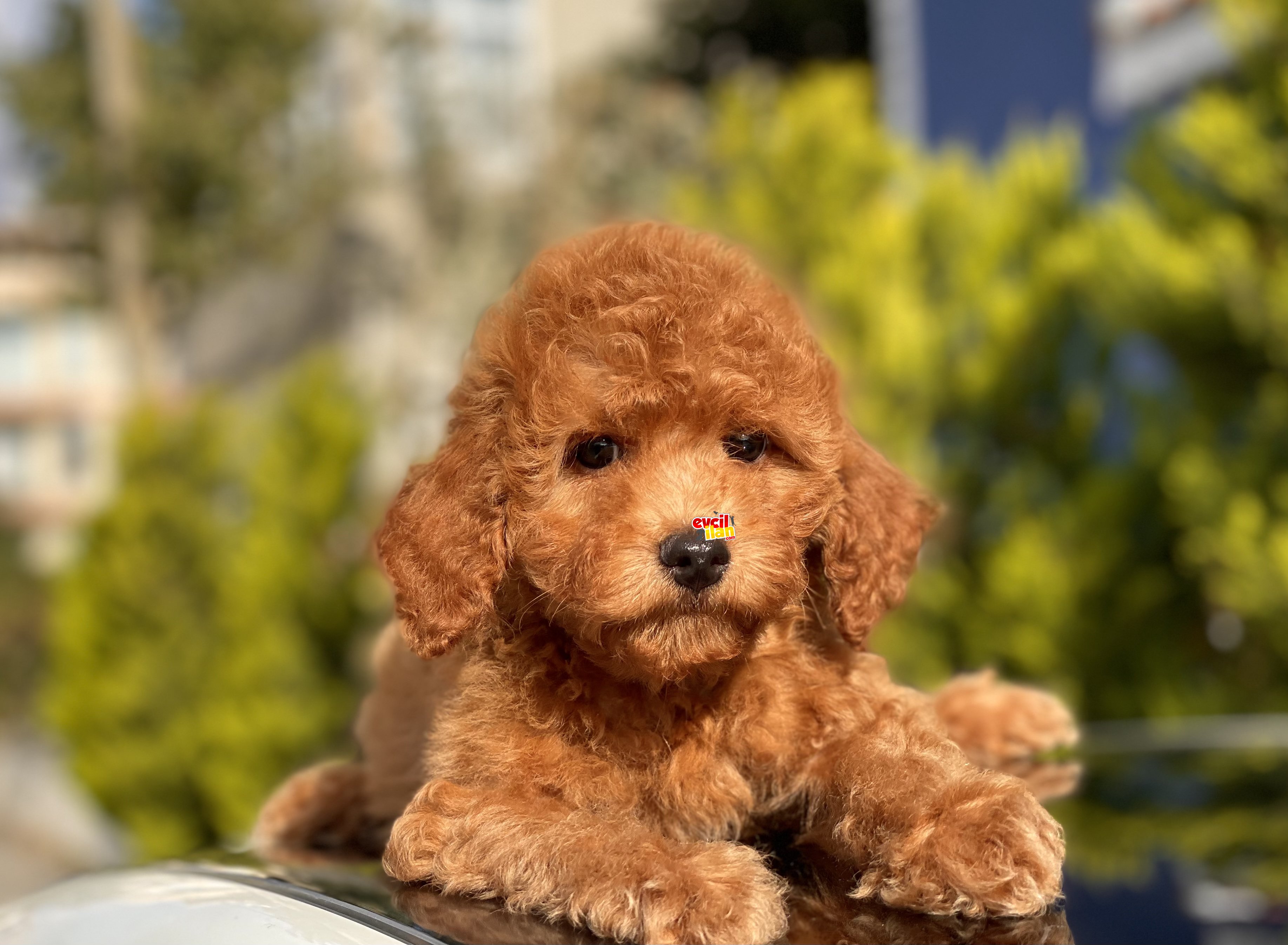 SAFKAN RED TOY POODLE BEBEKLER