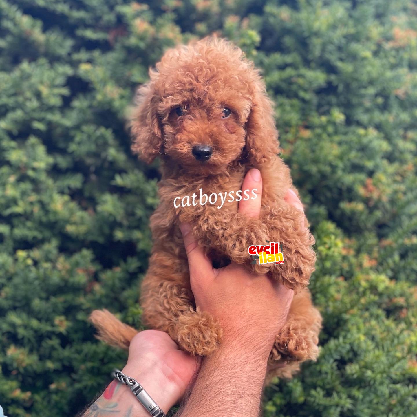 Safkan red toy poodle erkek yavrumuz 