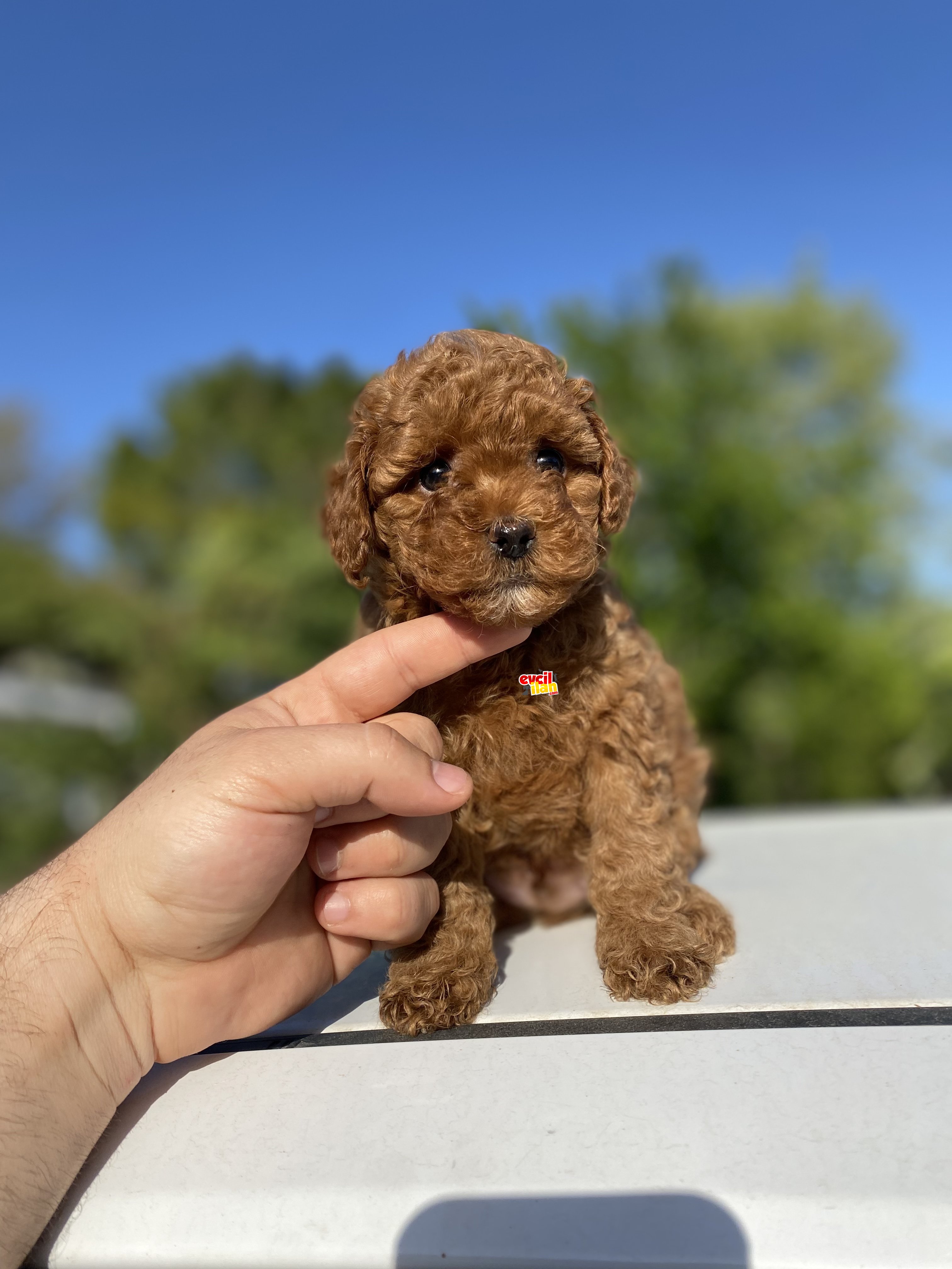 SAFKAN RED TOY POODLE OYUNCAK BEBEKLER 