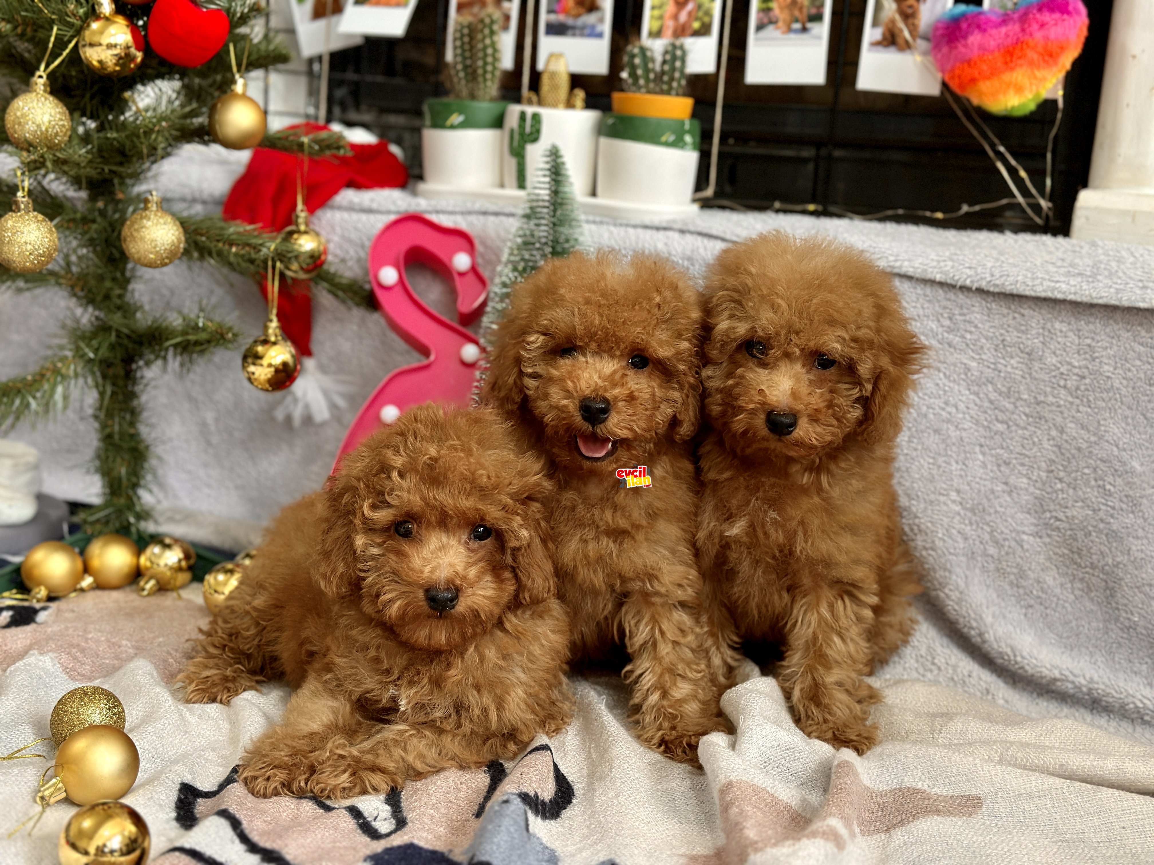 SAFKAN RED TOY POODLE YAVRULAR