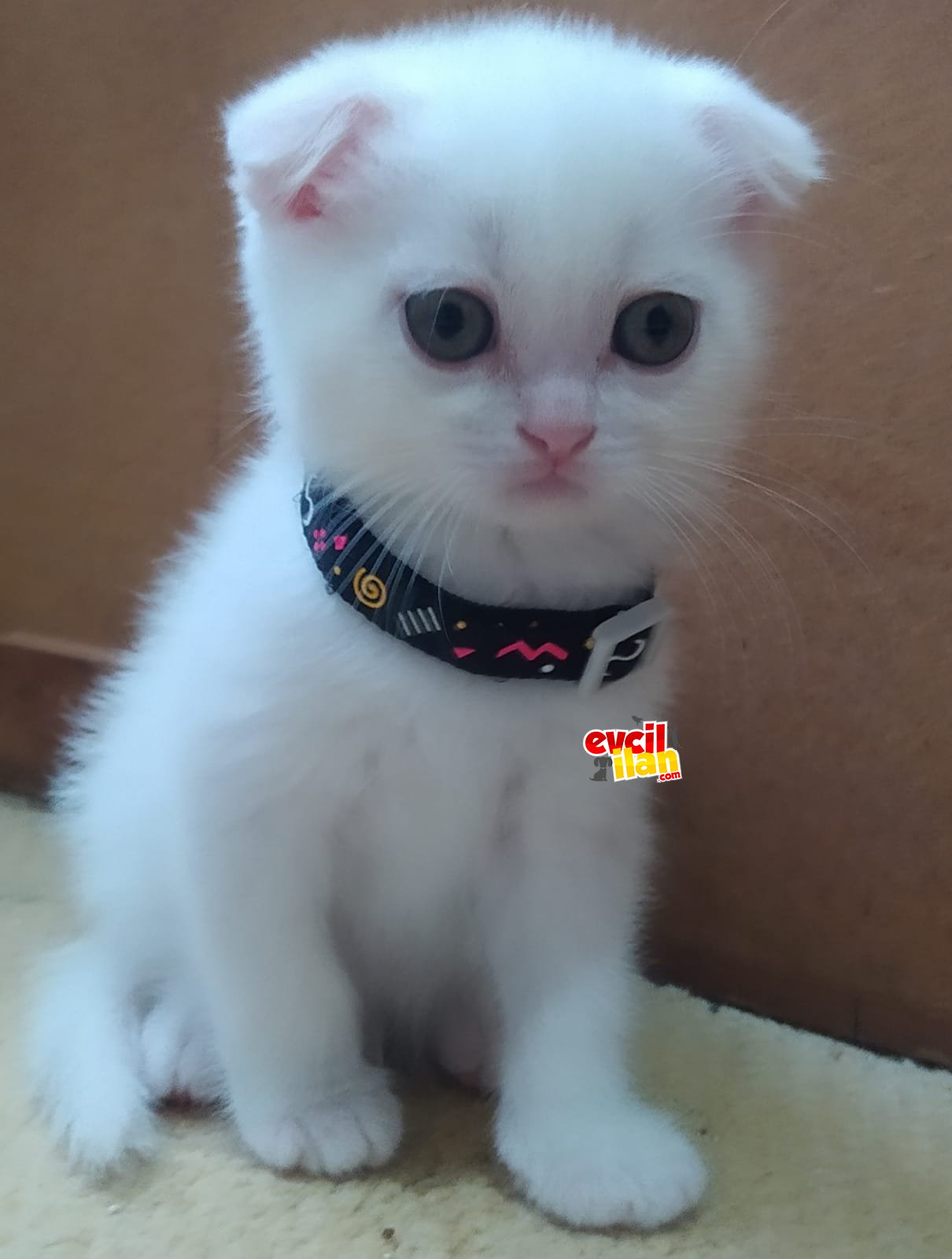 Safkan scottish fold beyaz sağlıklı oyuncu yavru 