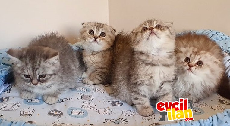 Safkan Scottish Fold Kardeşler