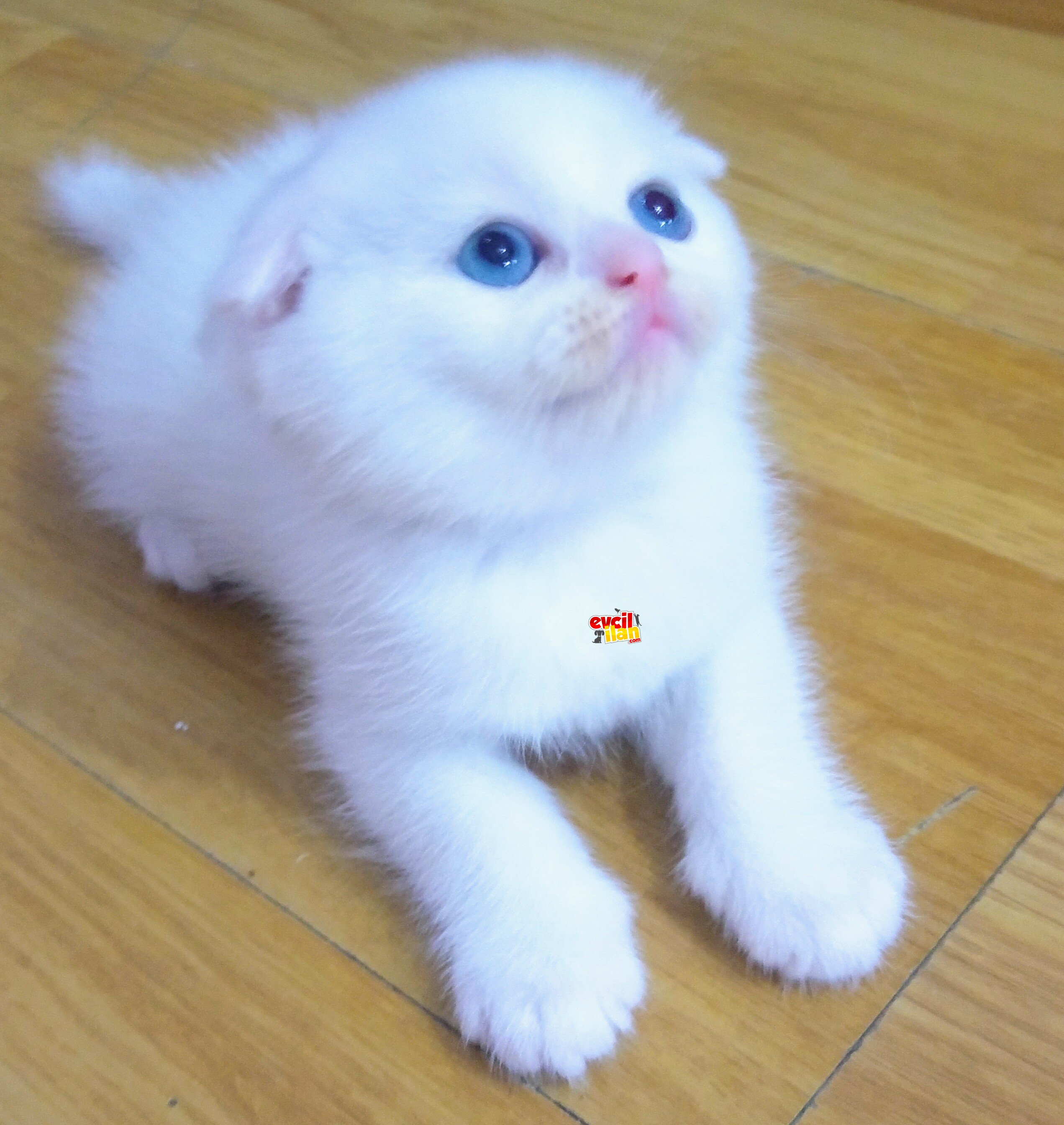 Safkan Scottish Fold/Straight Silver yavrular Catteryden