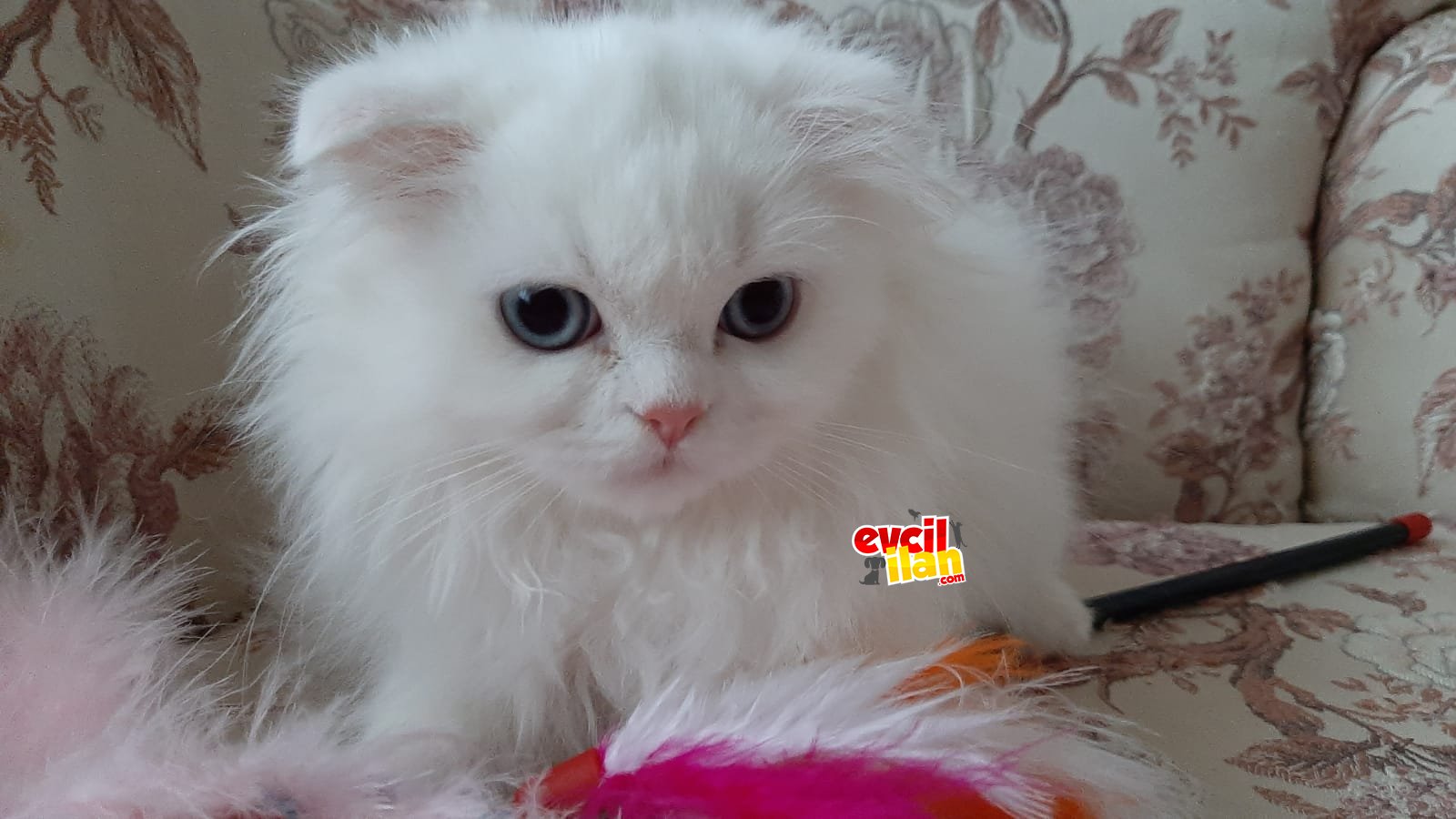 Safkan scottish fold ve scottish straight yavrular