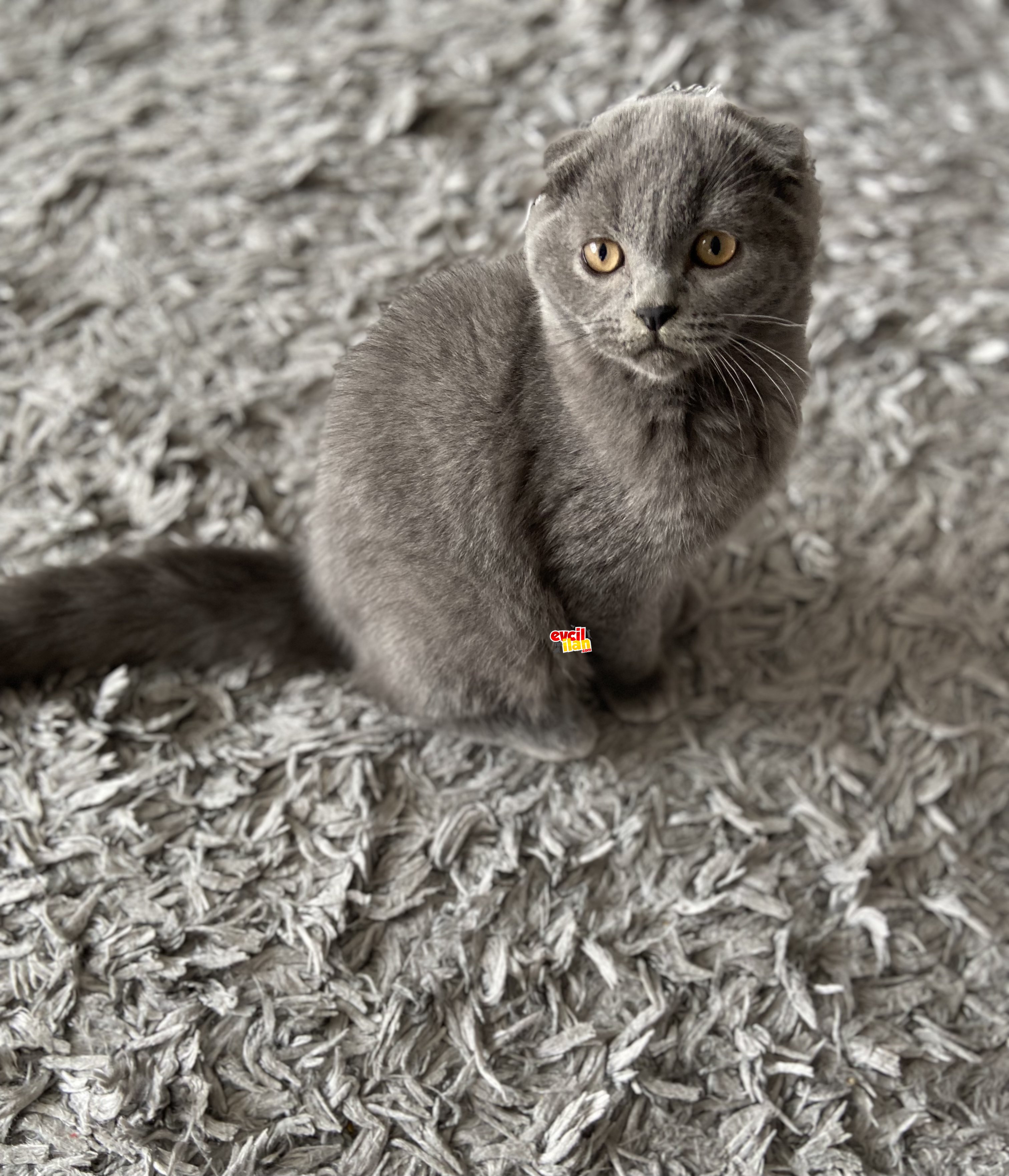 Safkan Scottish Fold