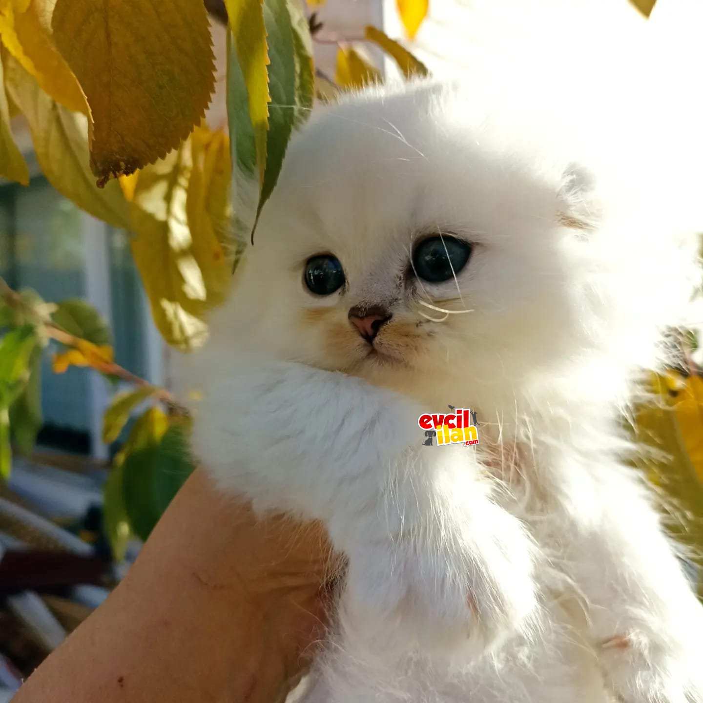 Safkan scottish straight ve scottish fold Dişi erkek bebekler