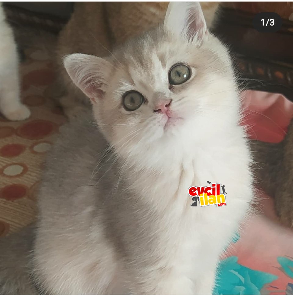 safkan şecereli briths 