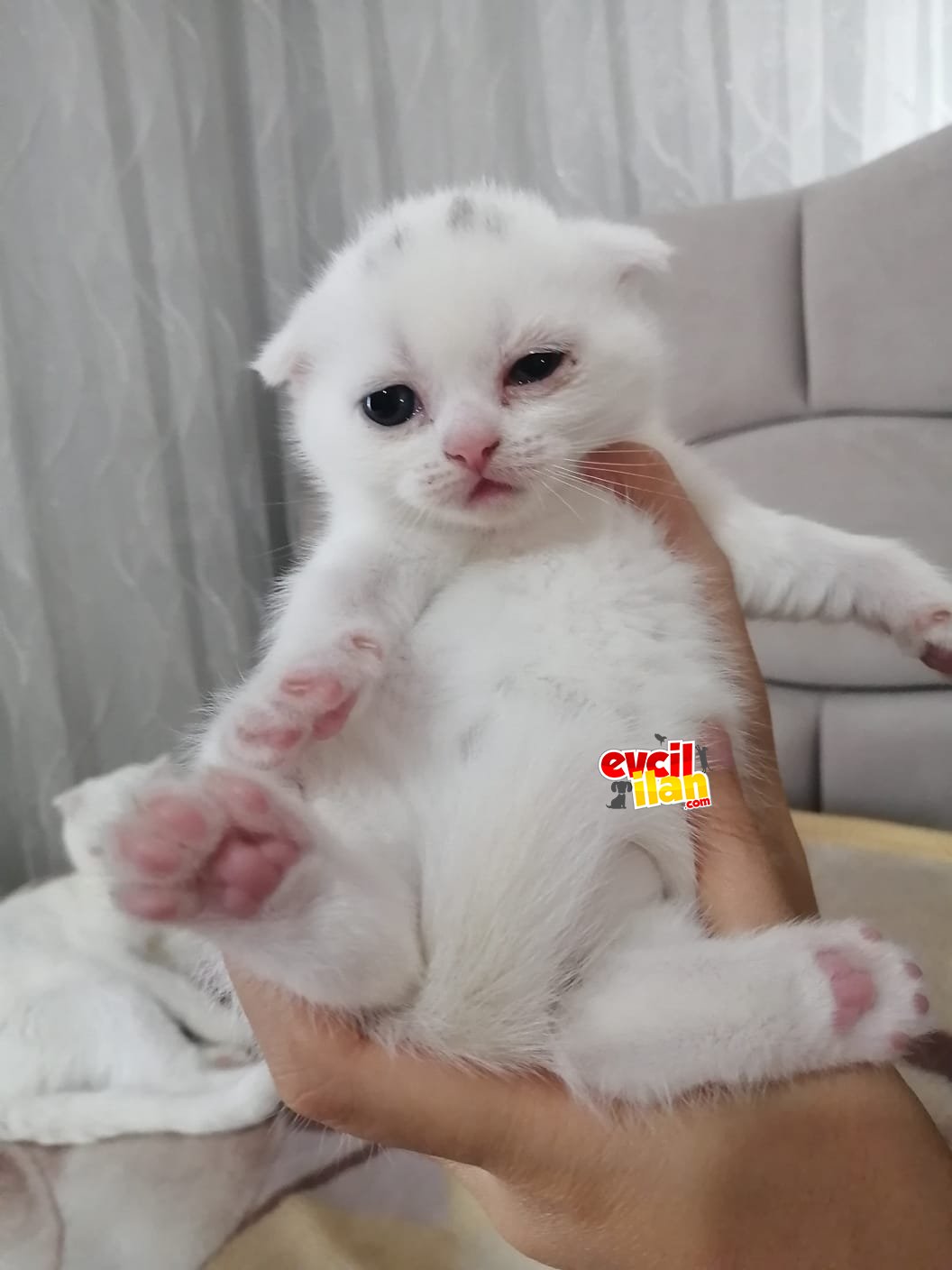 Safkan secereli nadir renk scottish fold ve scottish straight yavrular