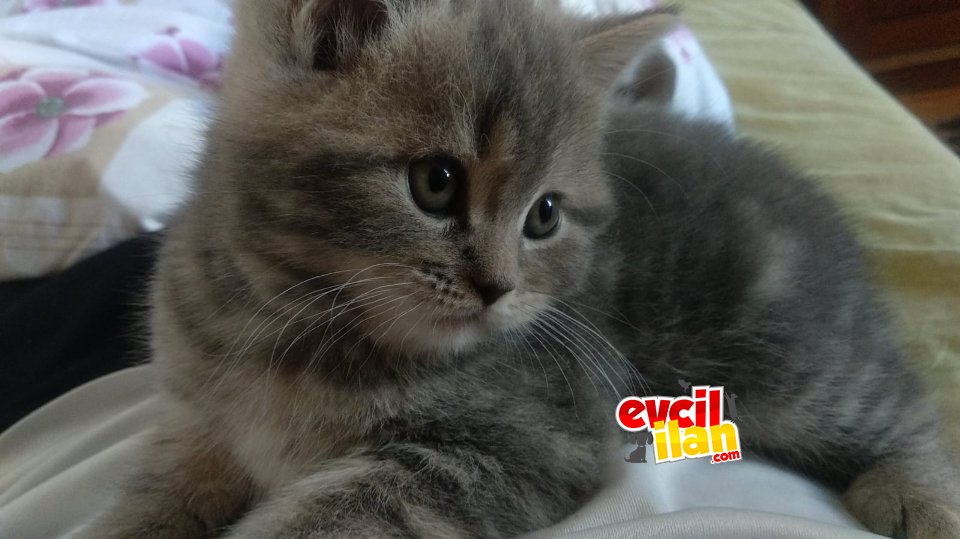 Safkan Tortia Renginde Yavru Kedi